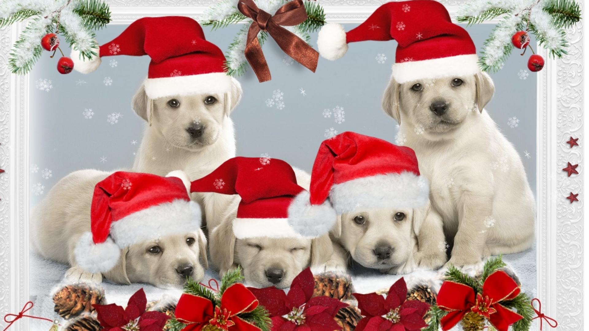 Christmas Puppies Wallpapers