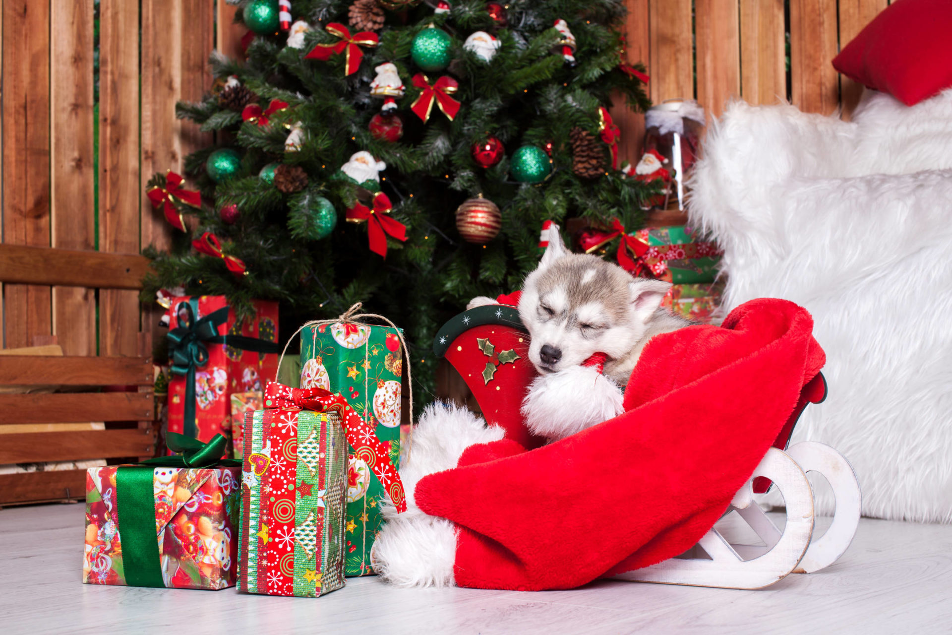 Christmas Puppies Wallpapers