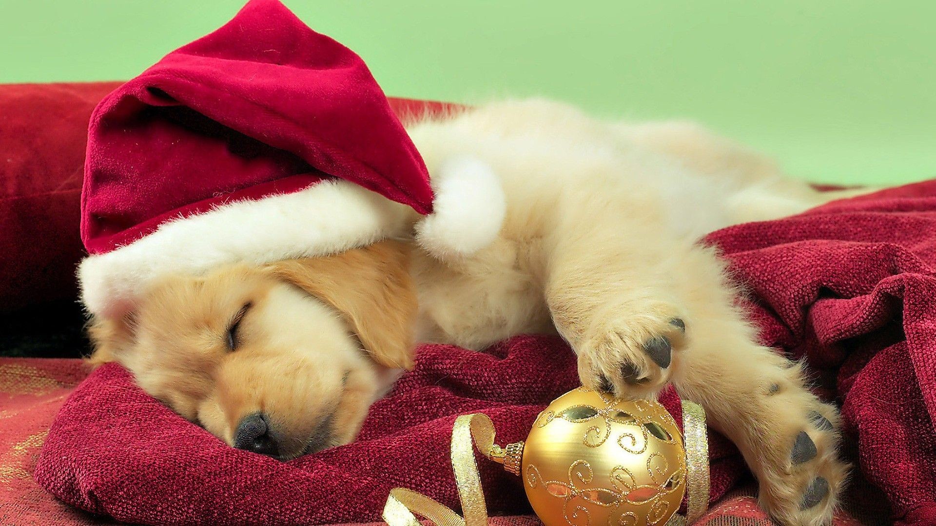 Christmas Puppy Wallpapers