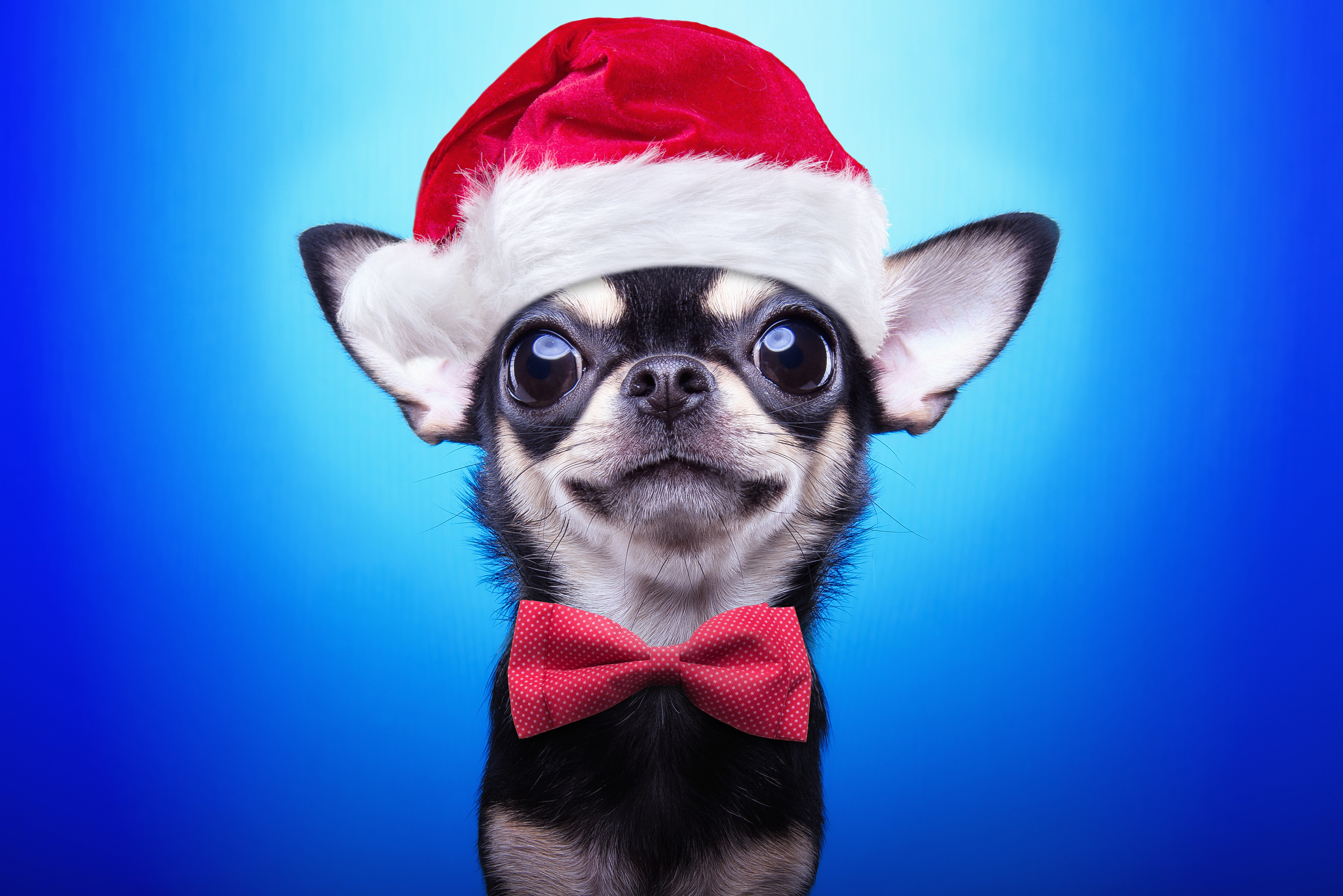 Christmas Puppy Wallpapers