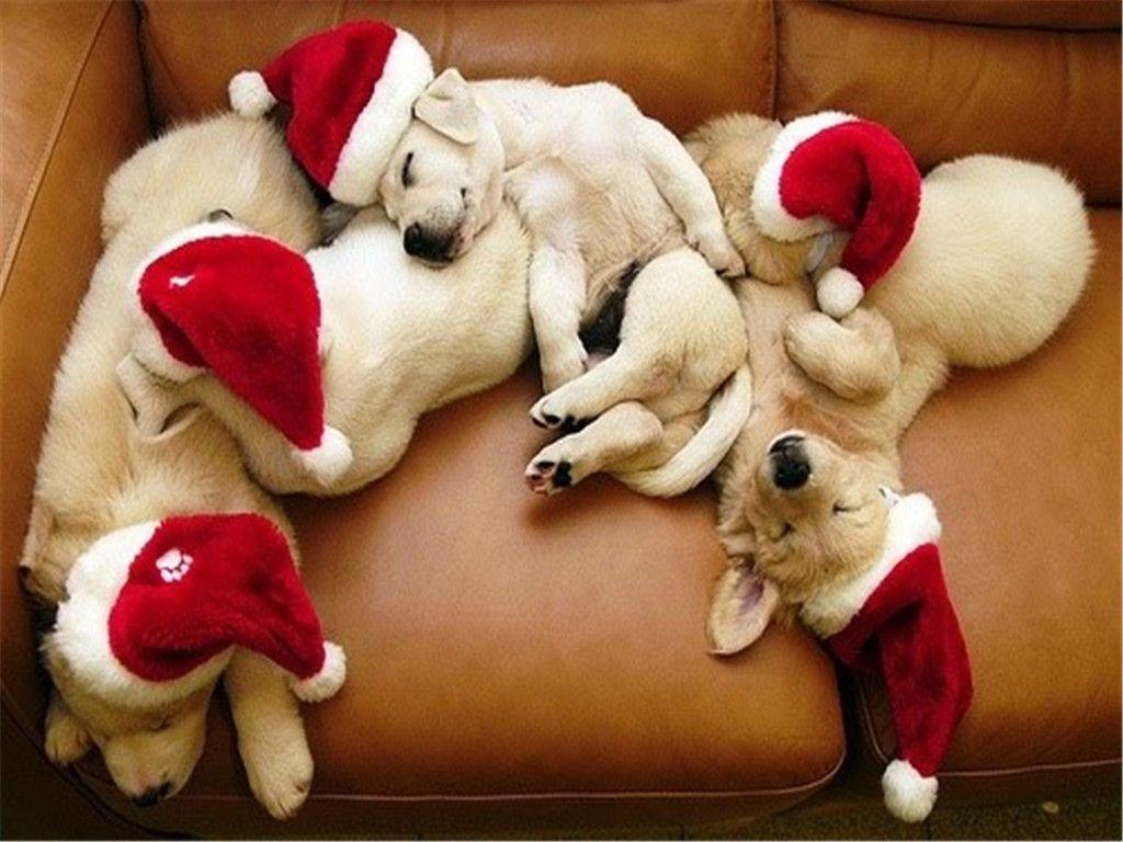 Christmas Puppy Wallpapers