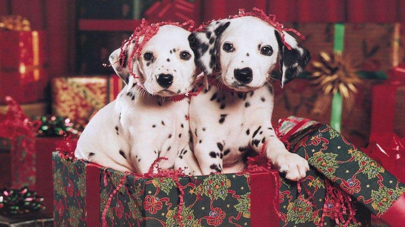 Christmas Puppy Wallpapers