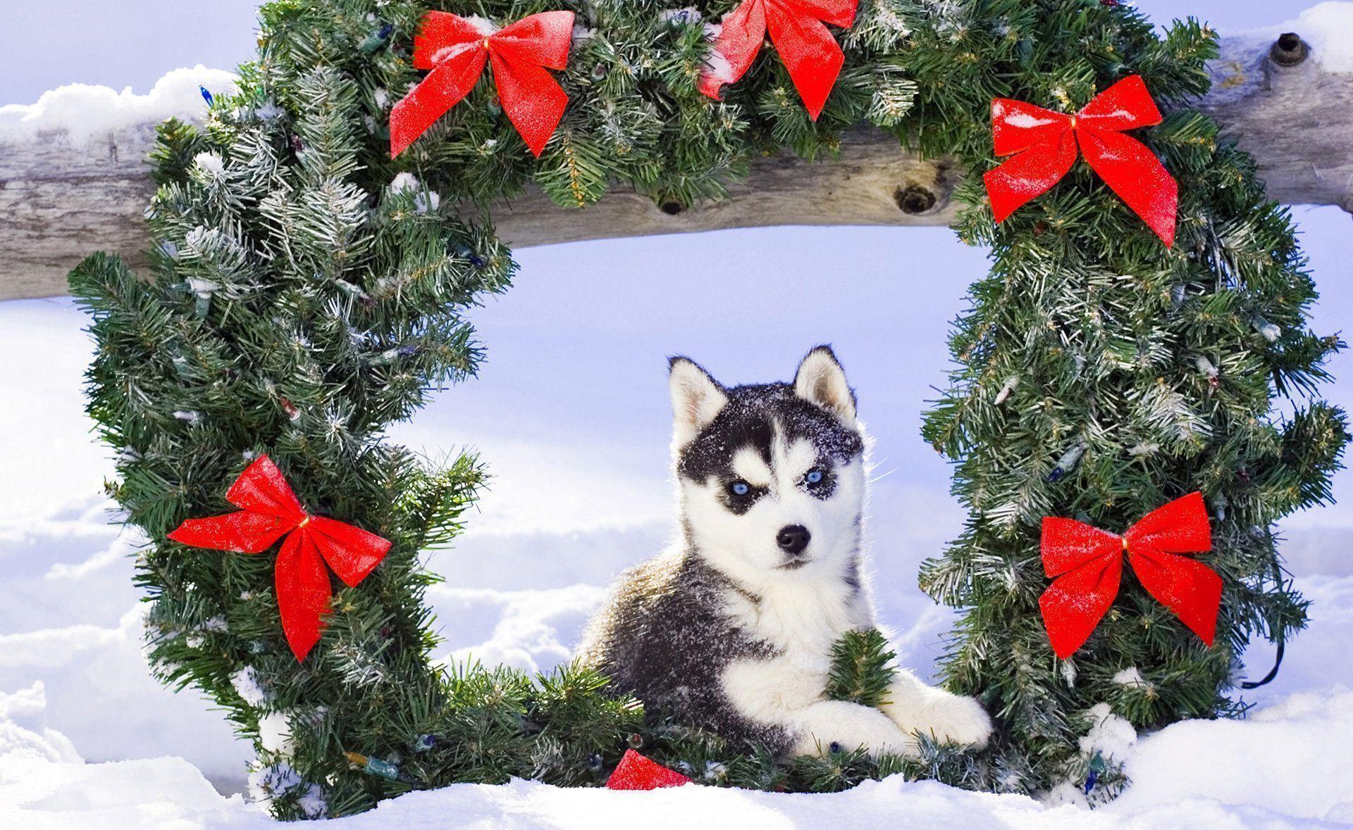 Christmas Puppy Wallpapers