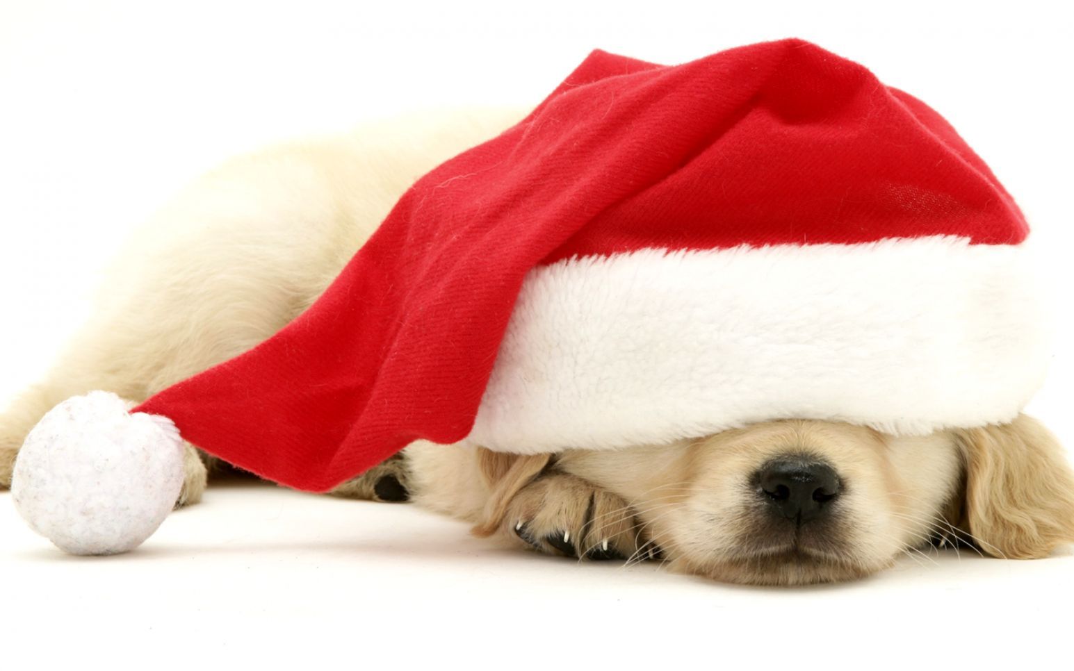 Christmas Puppy Desktop Wallpapers