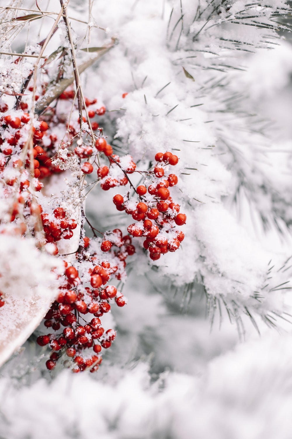 Christmas Snow Wallpapers