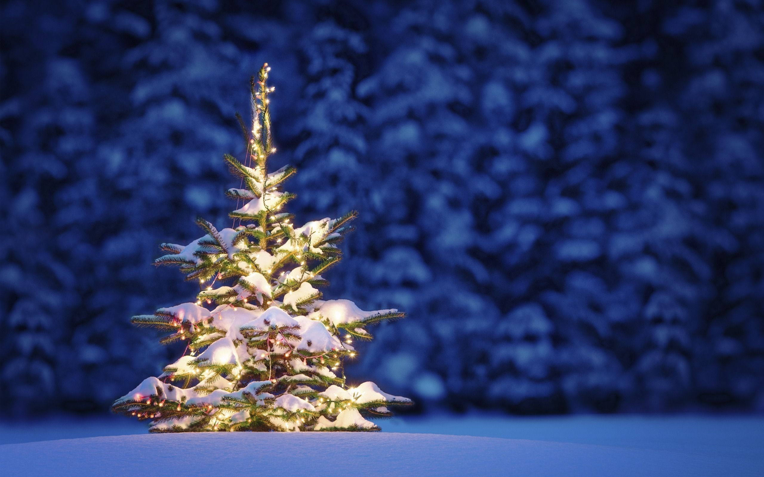 Christmas Tree Free Wallpapers