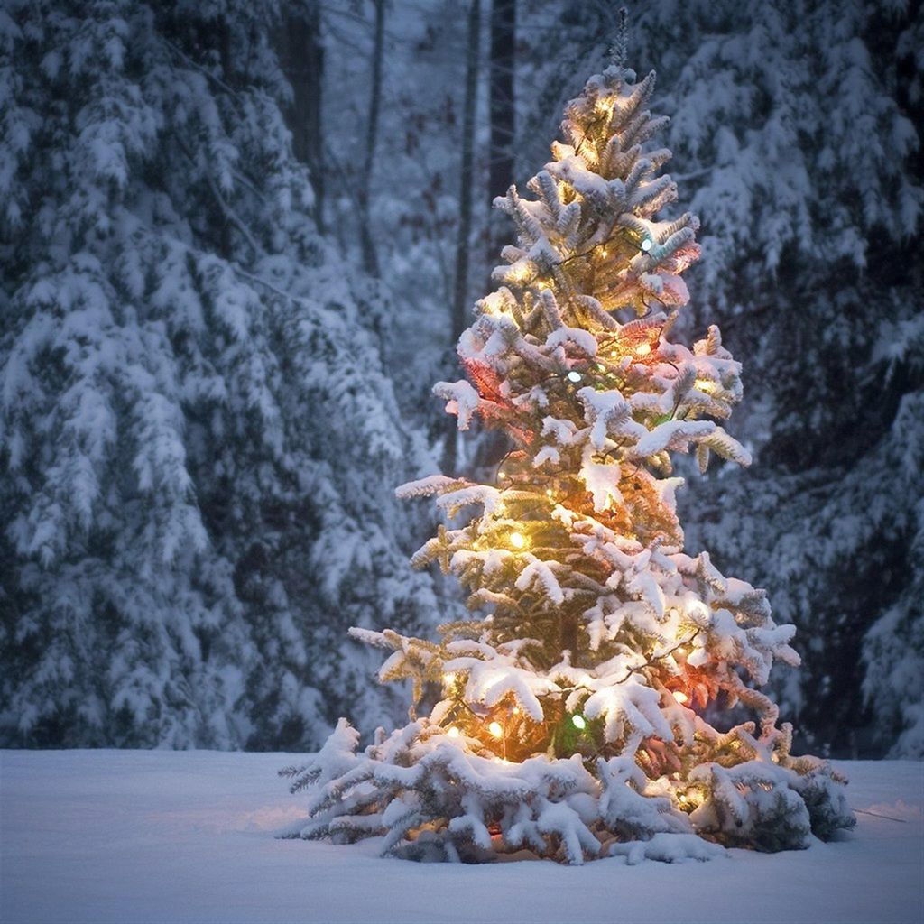 Christmas Tree With Snow And Lights Decoration Wallpapers