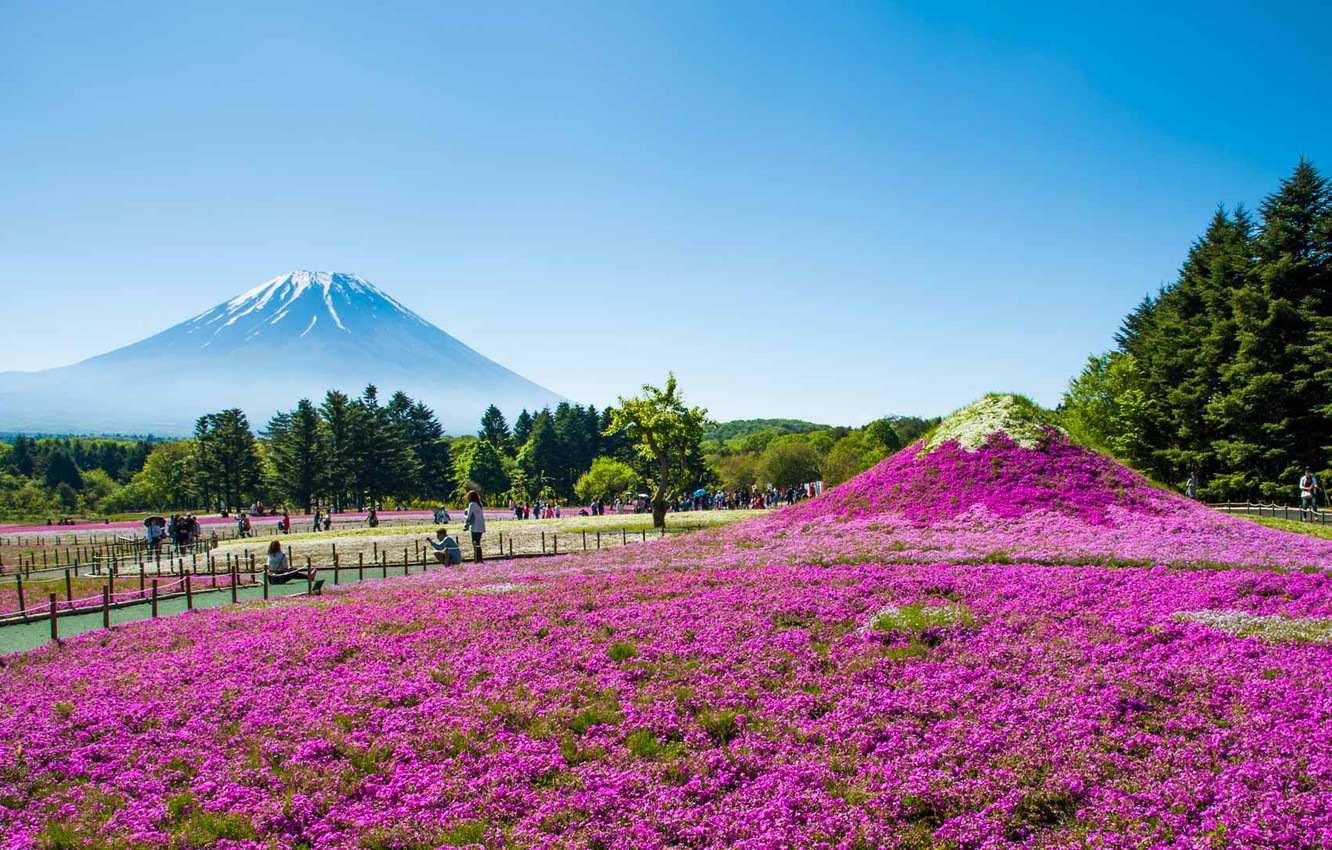 Fuji Shibazakura Festival Wallpapers