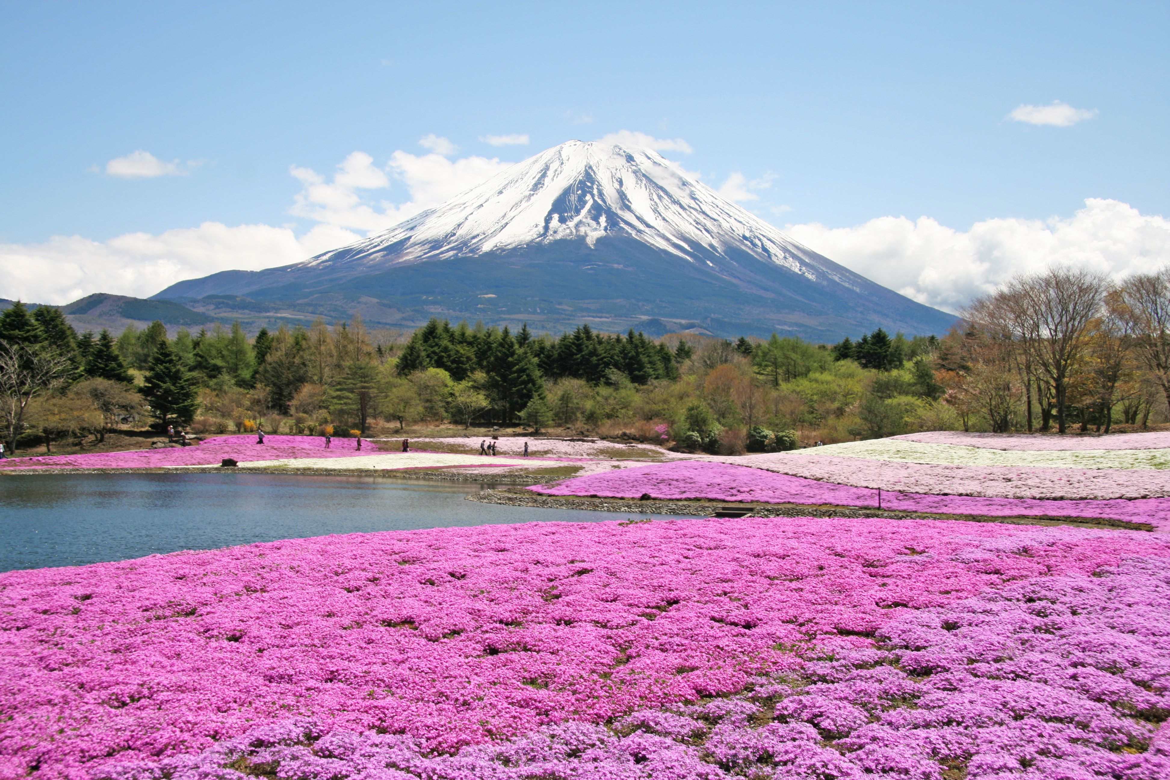 Fuji Shibazakura Festival Wallpapers