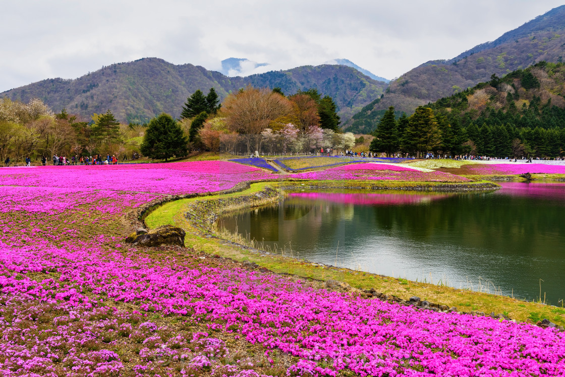 Fuji Shibazakura Festival Wallpapers