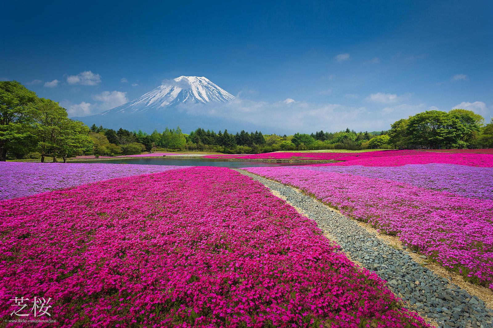 Fuji Shibazakura Festival Wallpapers