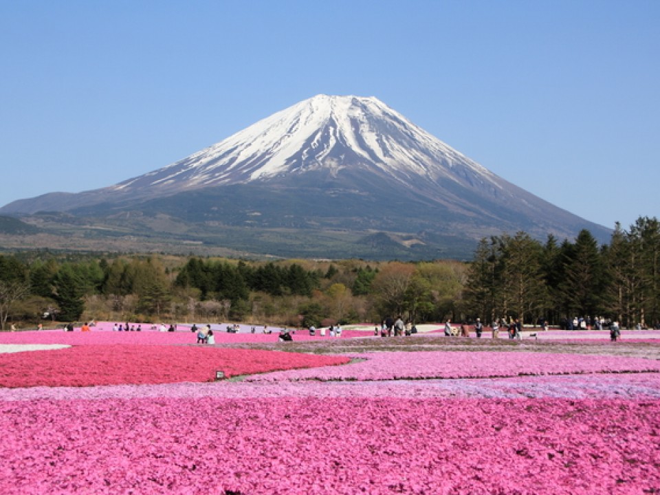 Fuji Shibazakura Festival Wallpapers