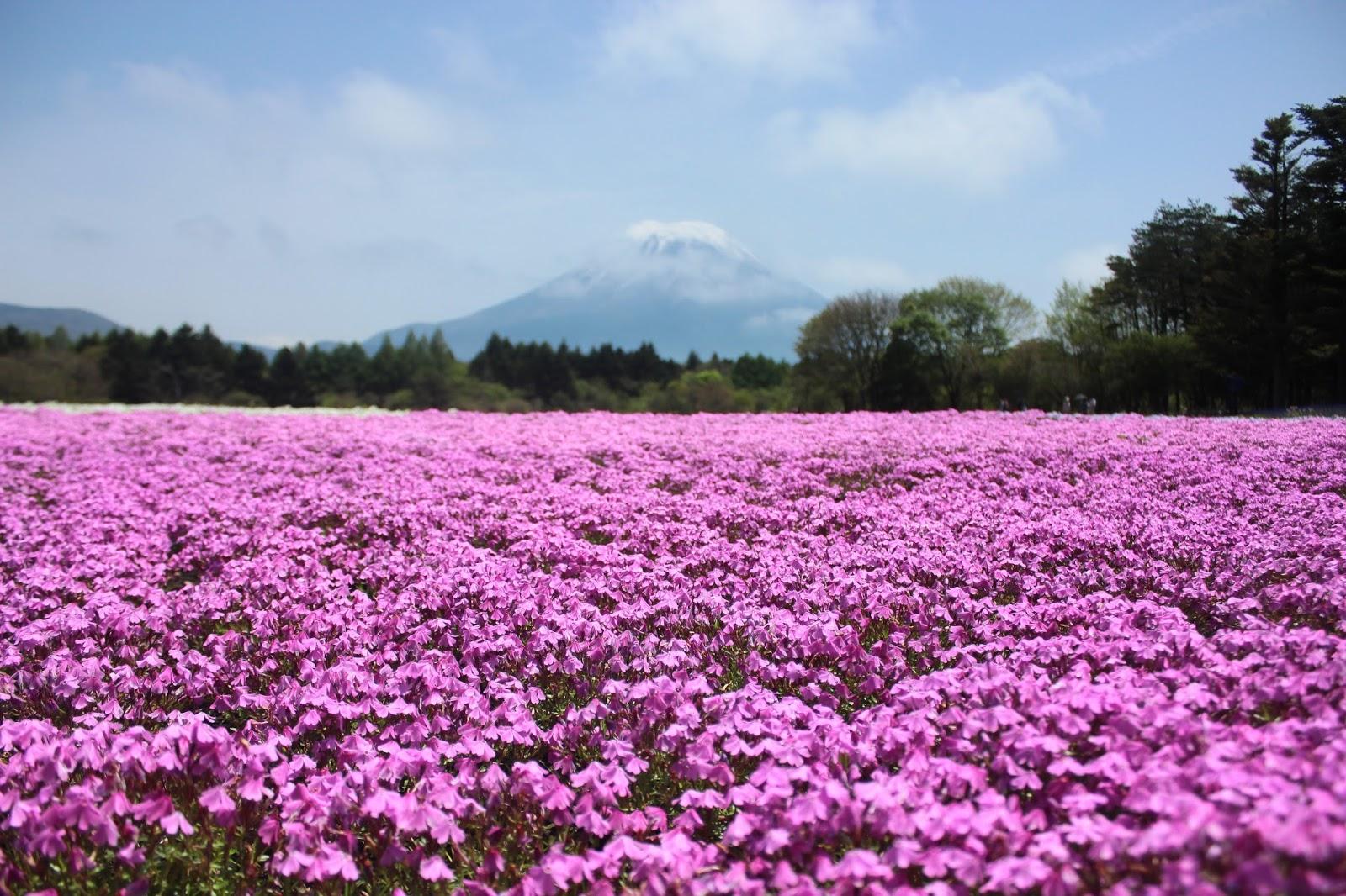 Fuji Shibazakura Festival Wallpapers