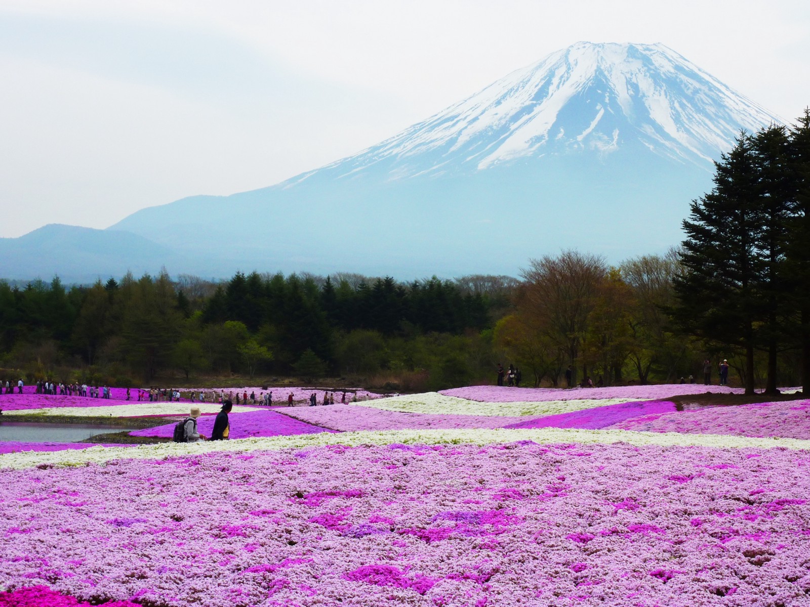 Fuji Shibazakura Festival Wallpapers