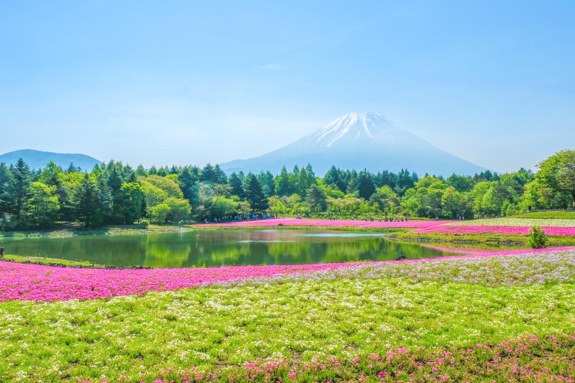 Fuji Shibazakura Festival Wallpapers