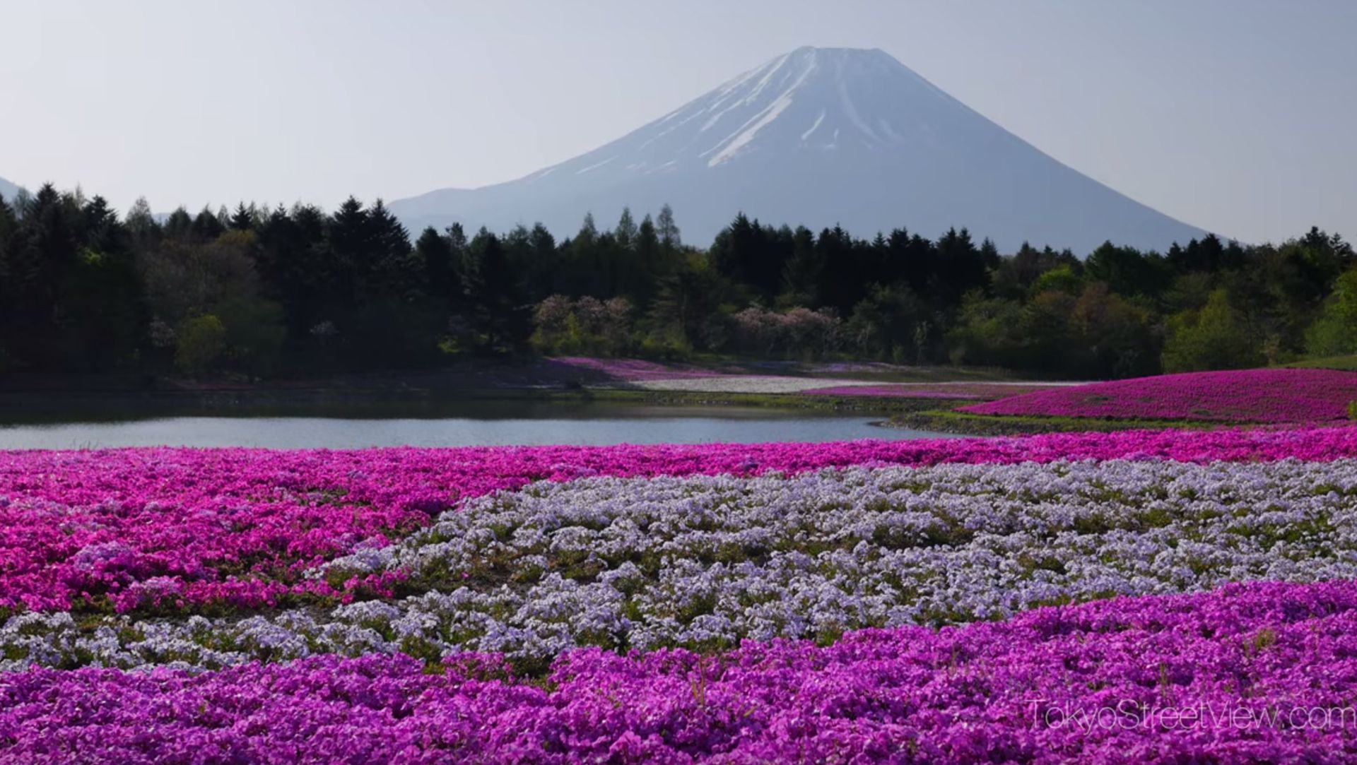 Fuji Shibazakura Festival Wallpapers