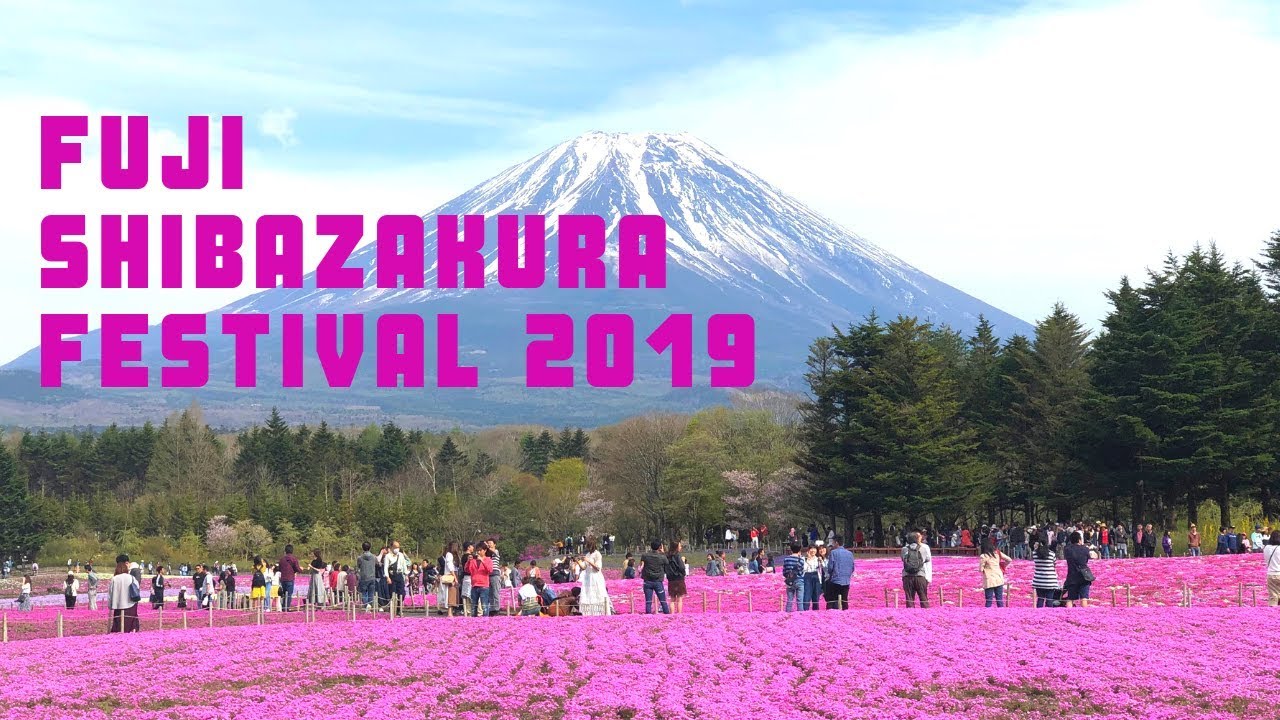 Fuji Shibazakura Festival Wallpapers