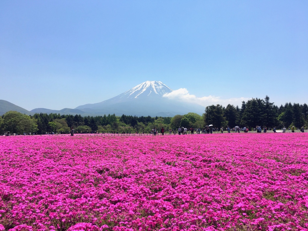 Fuji Shibazakura Festival Wallpapers