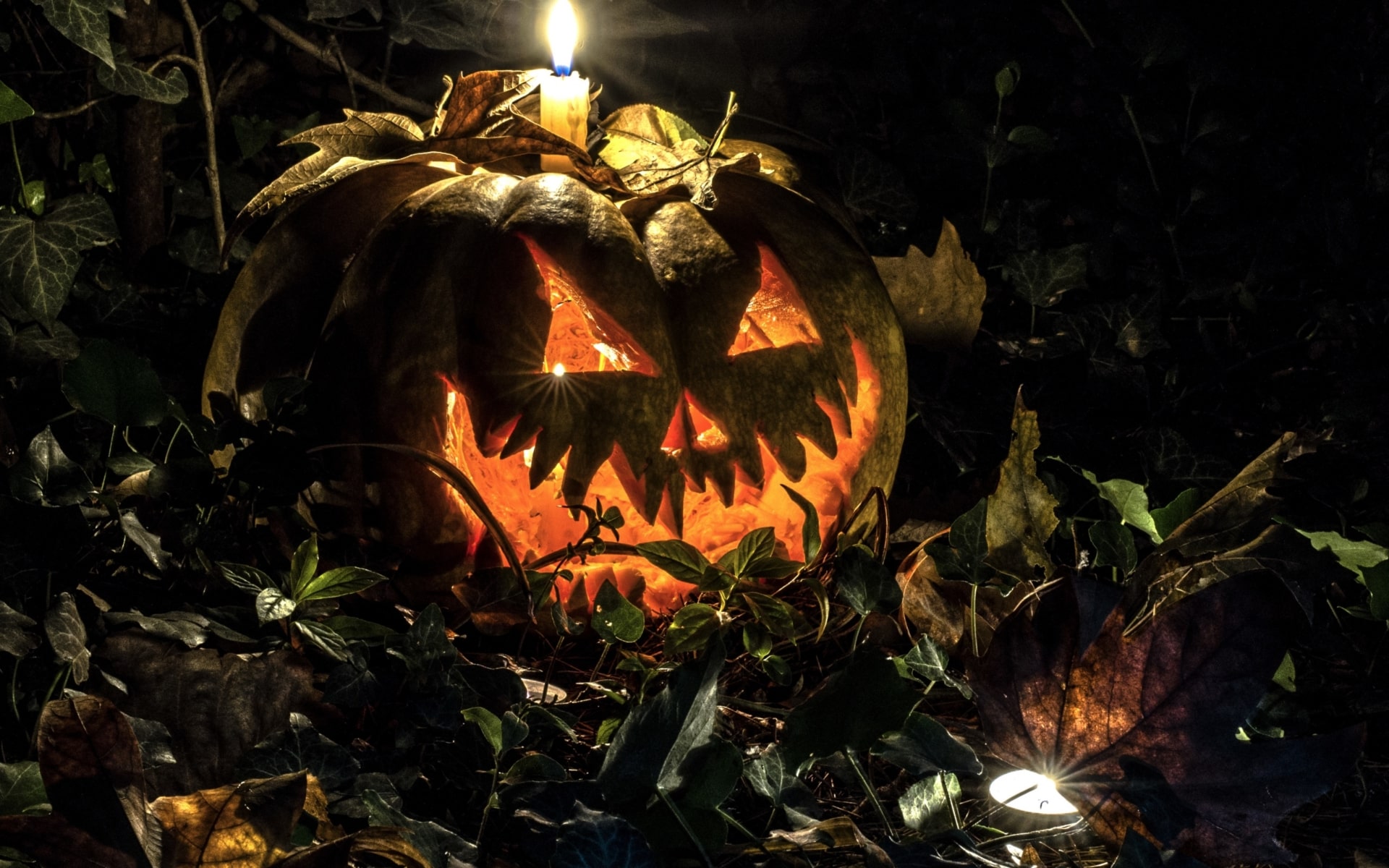 Halloween Scary Pumpkin Wallpapers