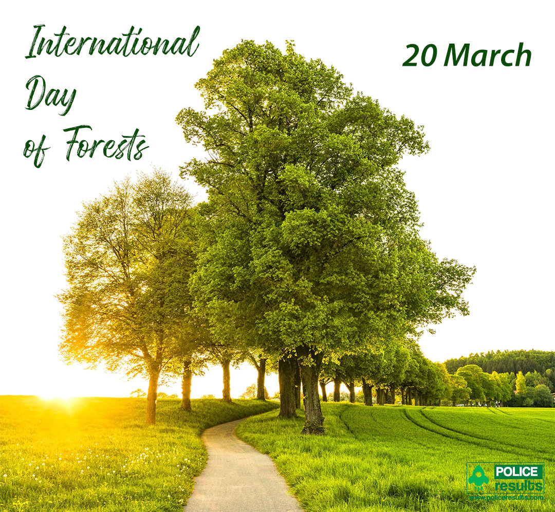 International Day Of Forests Wallpapers