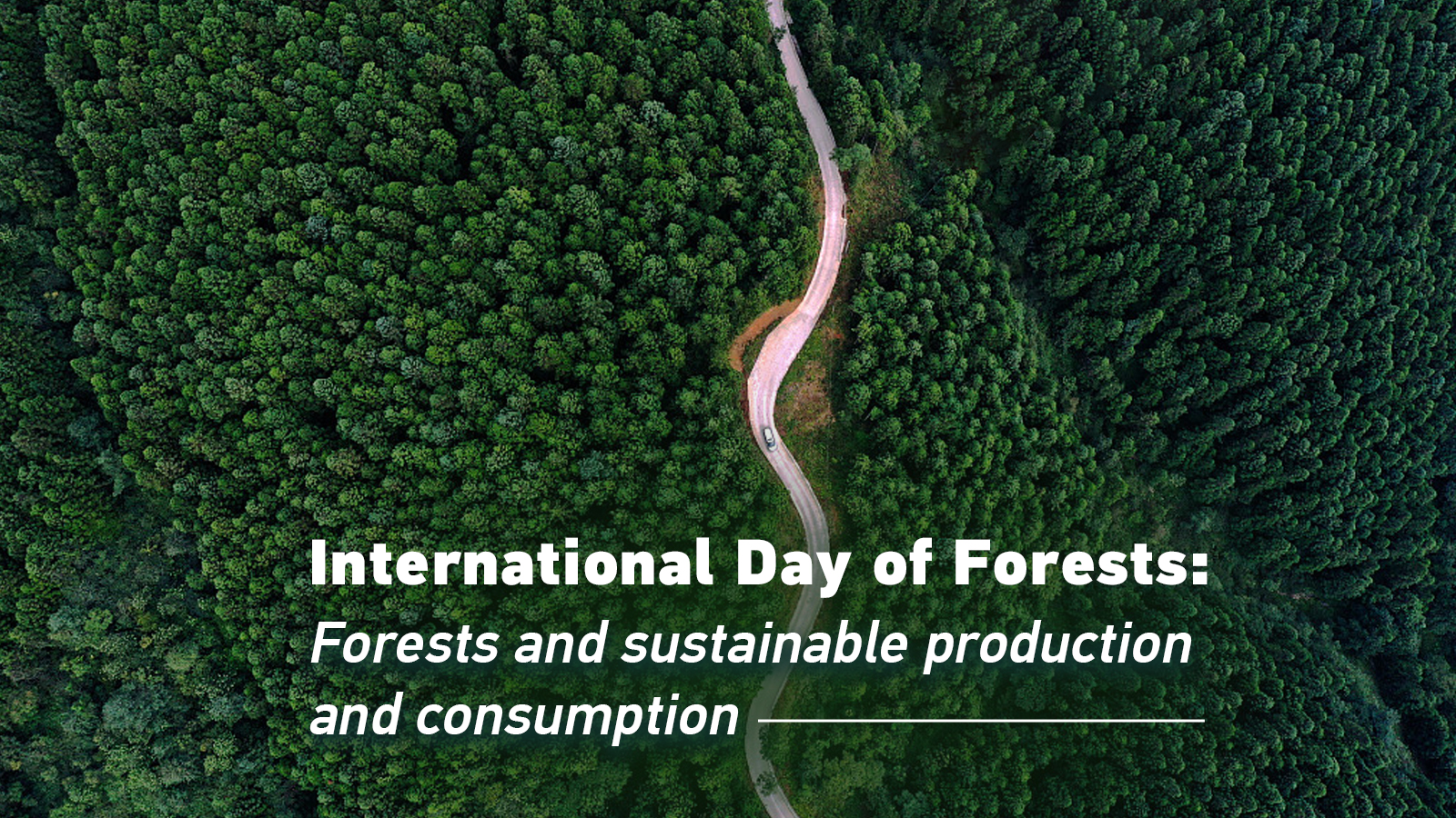 International Day Of Forests Wallpapers