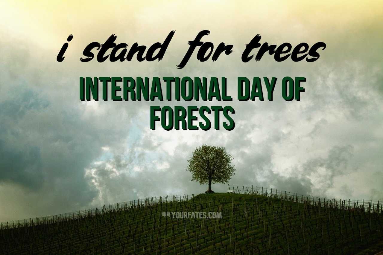 International Day Of Forests Wallpapers