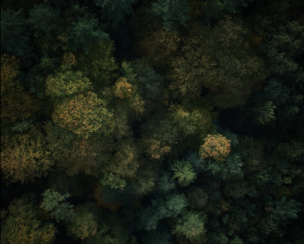 International Day Of Forests Wallpapers