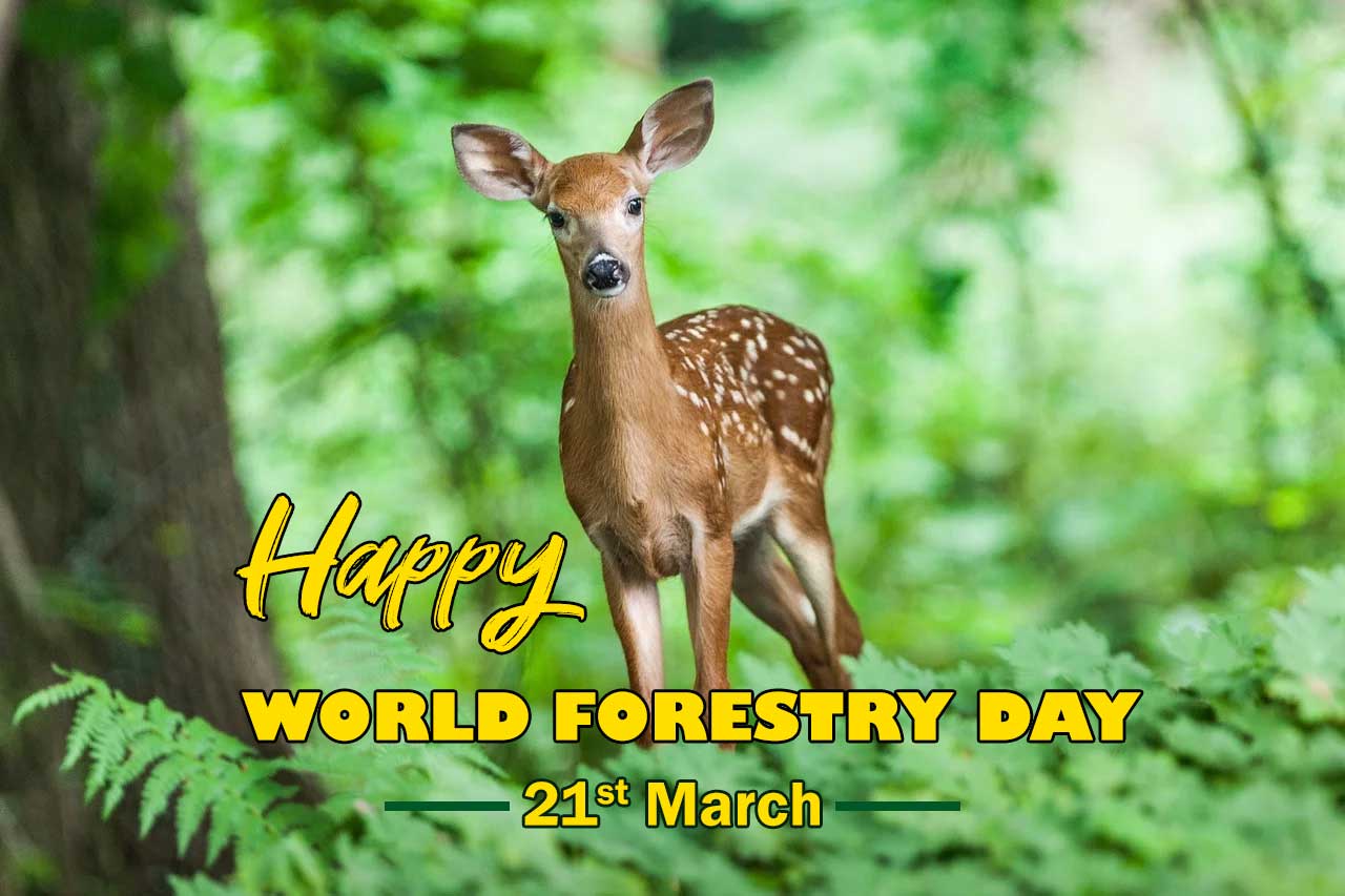 International Day Of Forests Wallpapers