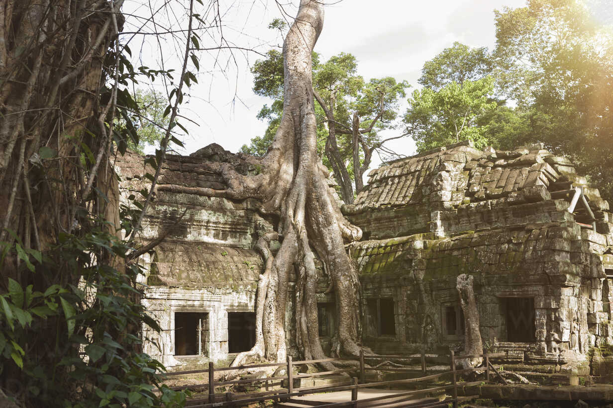 Ta Prohm Wallpapers