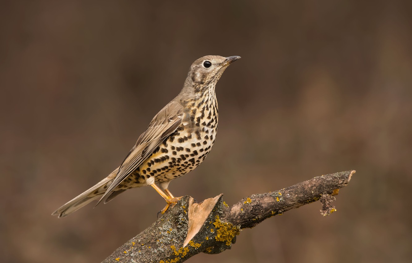 Thrush Wallpapers