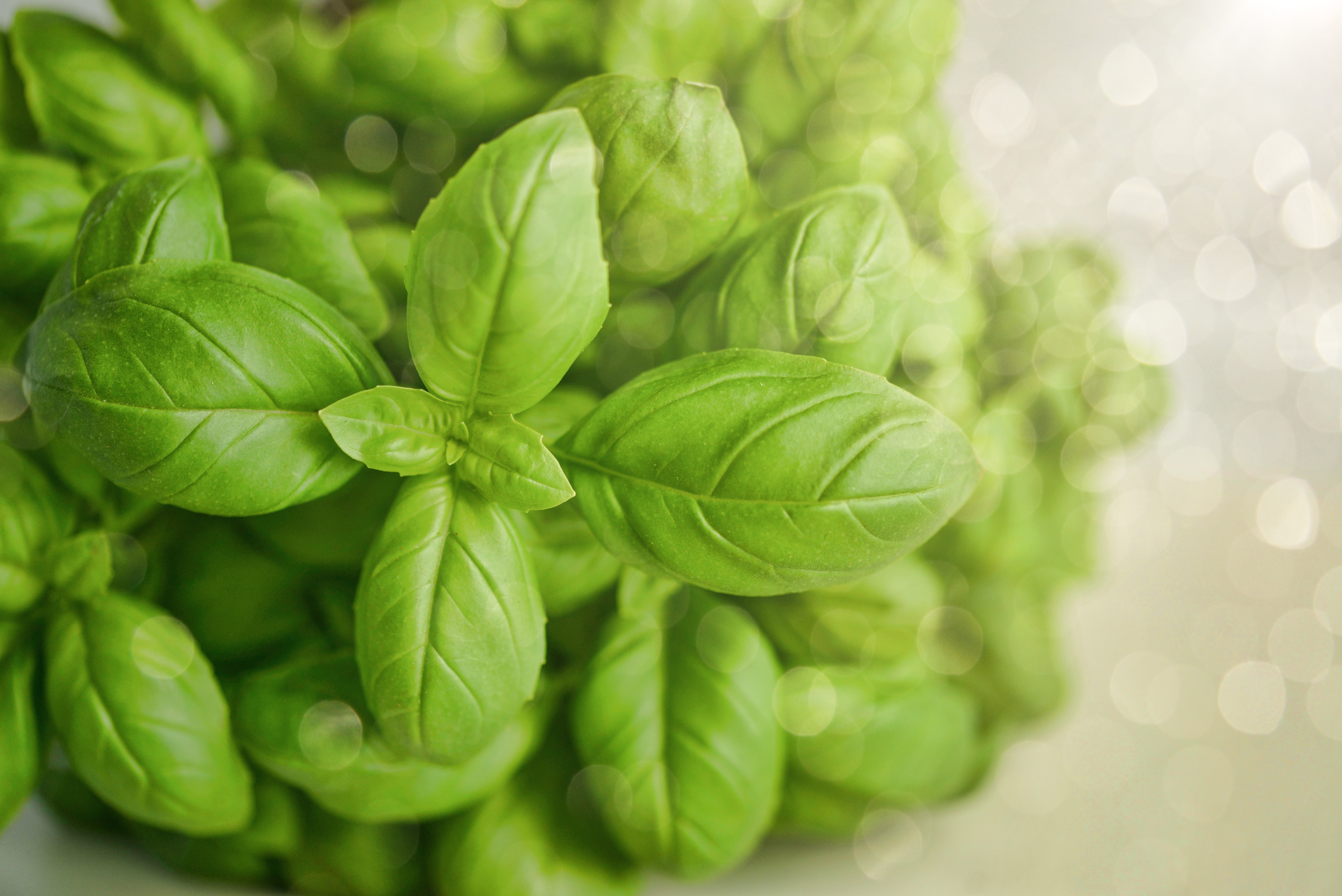 Basil Wallpapers