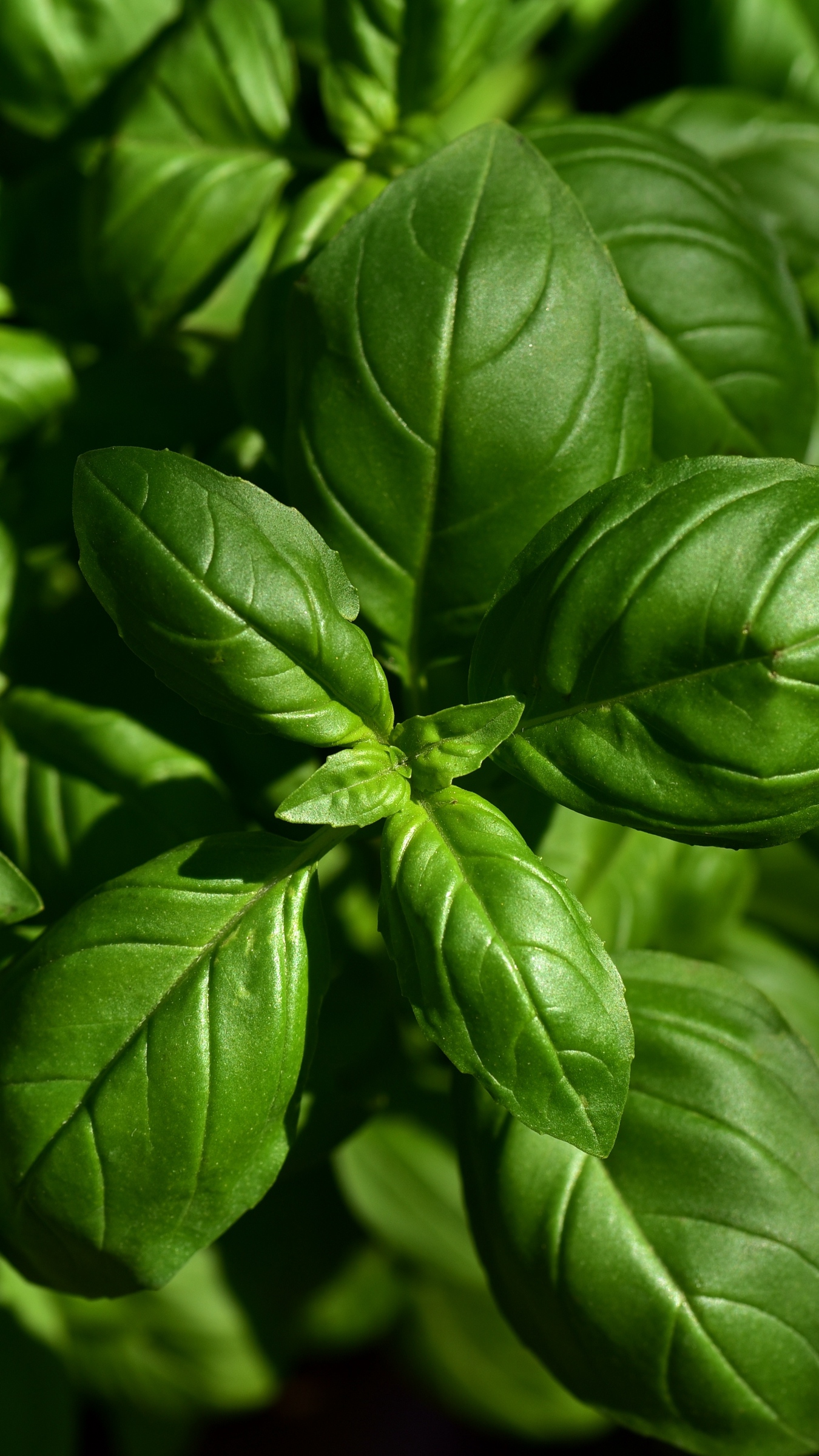 Basil Wallpapers