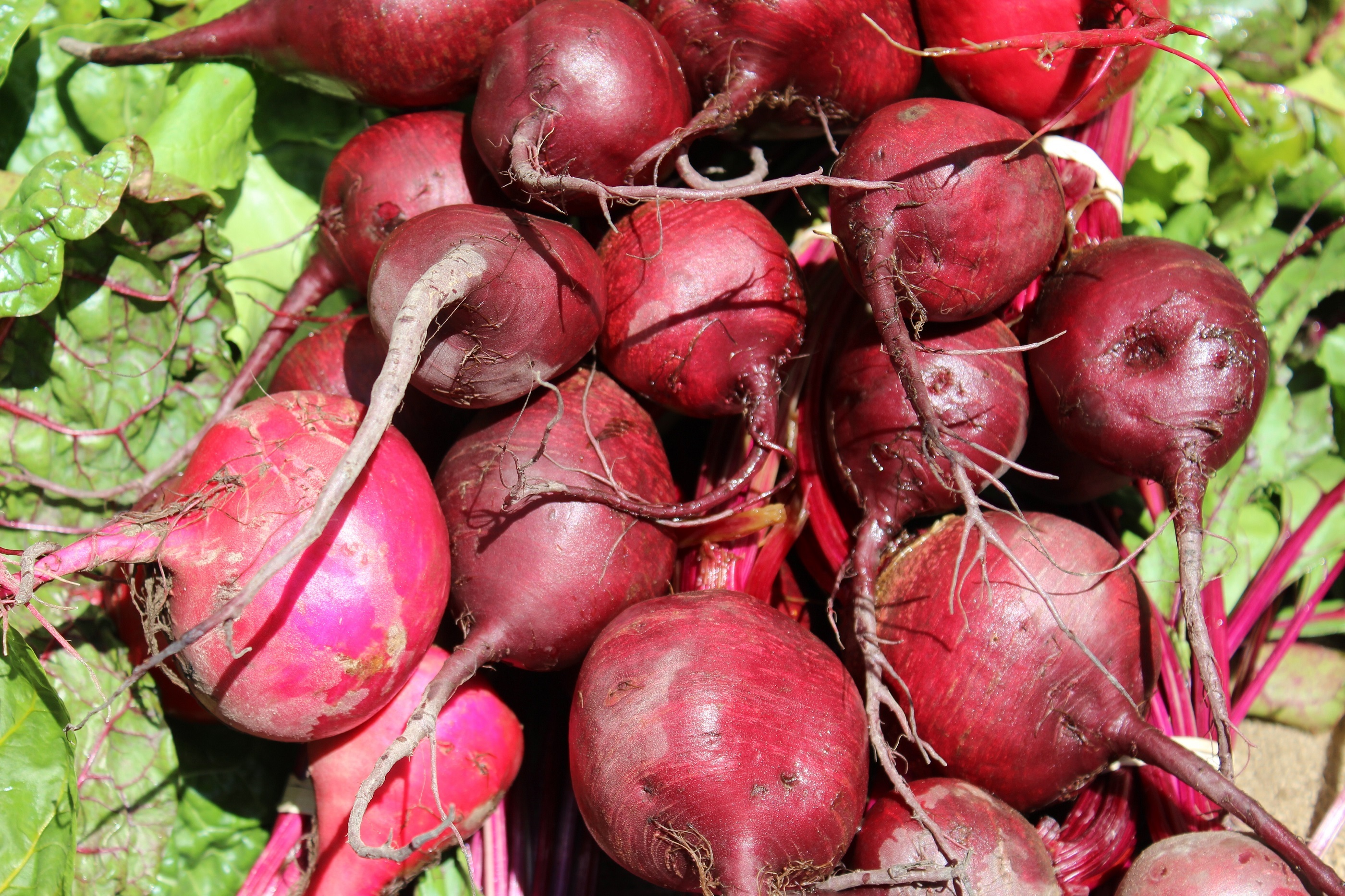 Beet Wallpapers