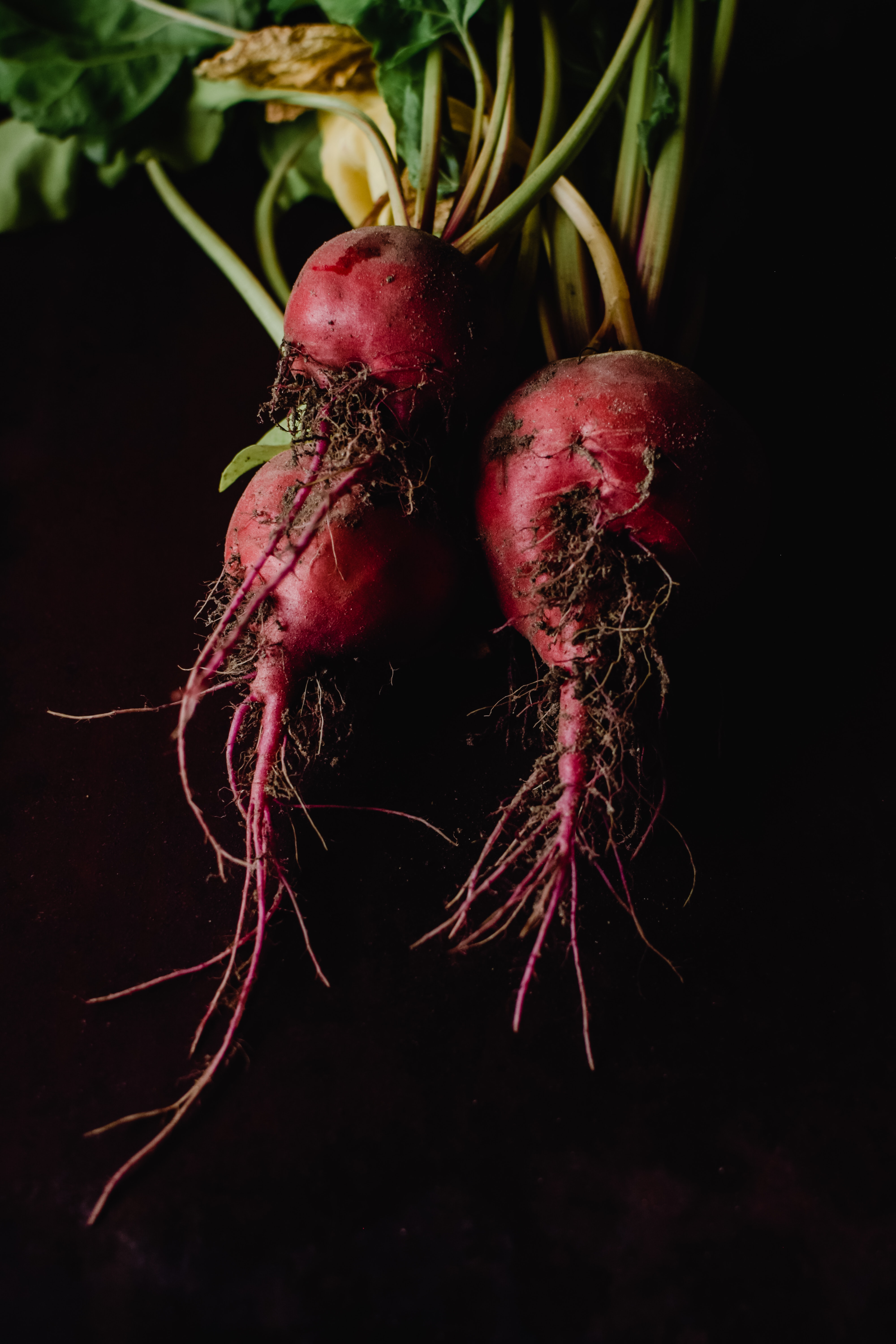 Beet Wallpapers