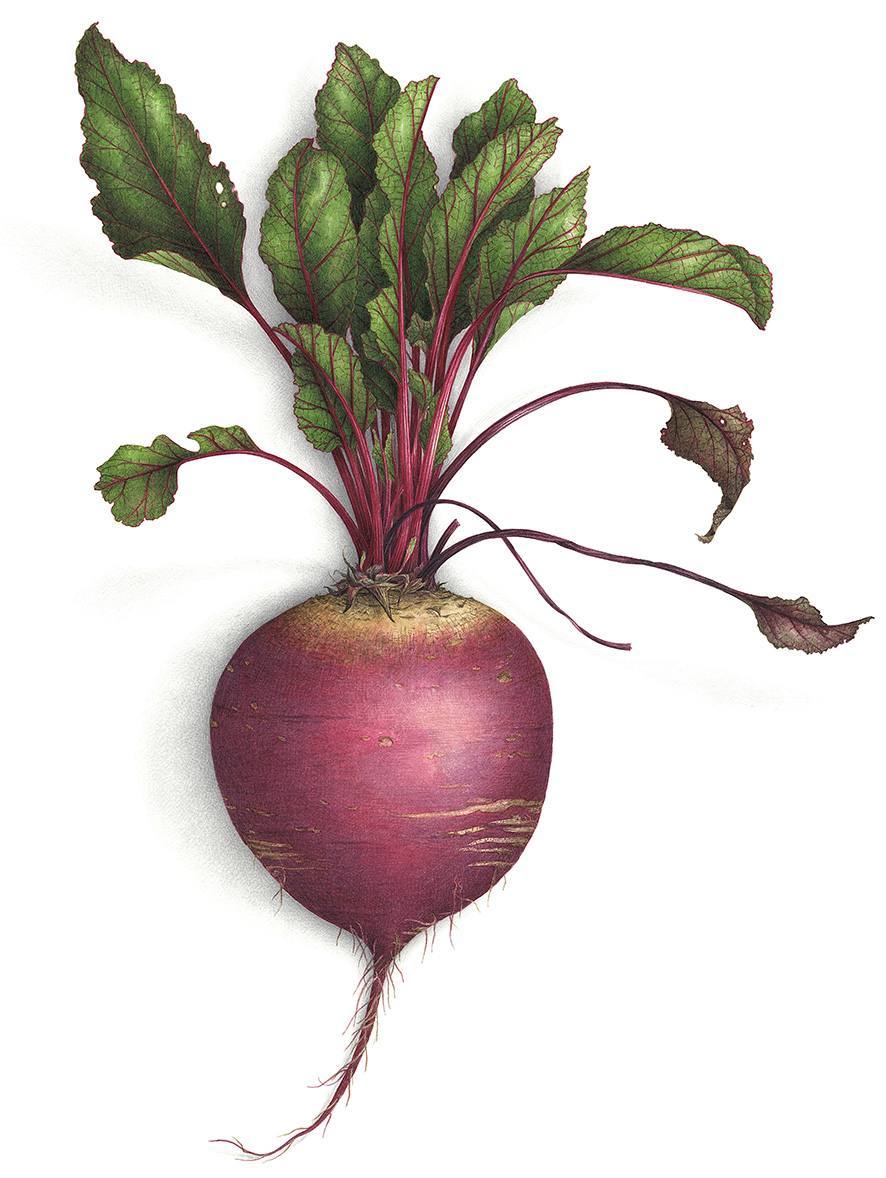 Beet Wallpapers