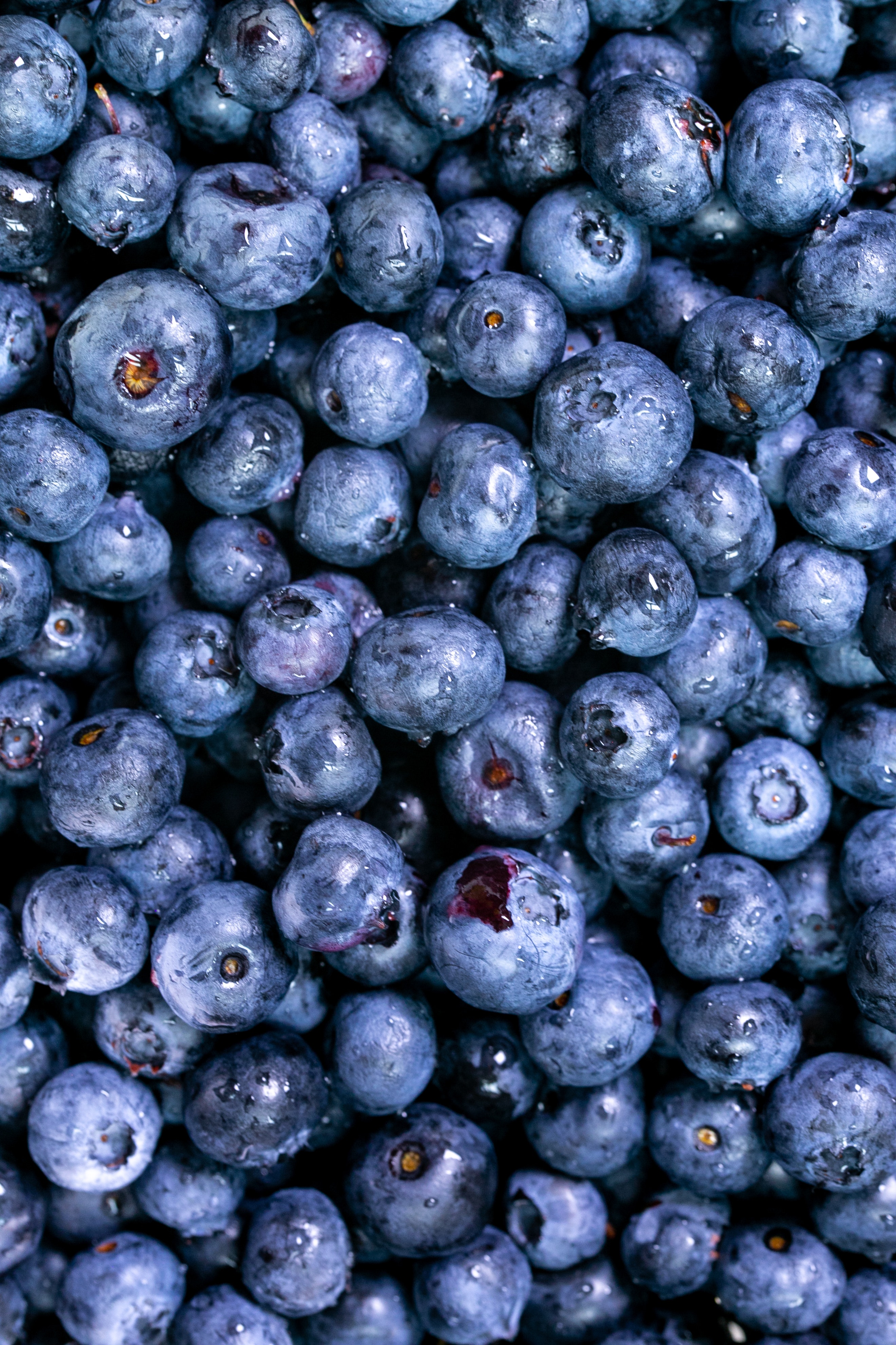 Blueberry Wallpapers