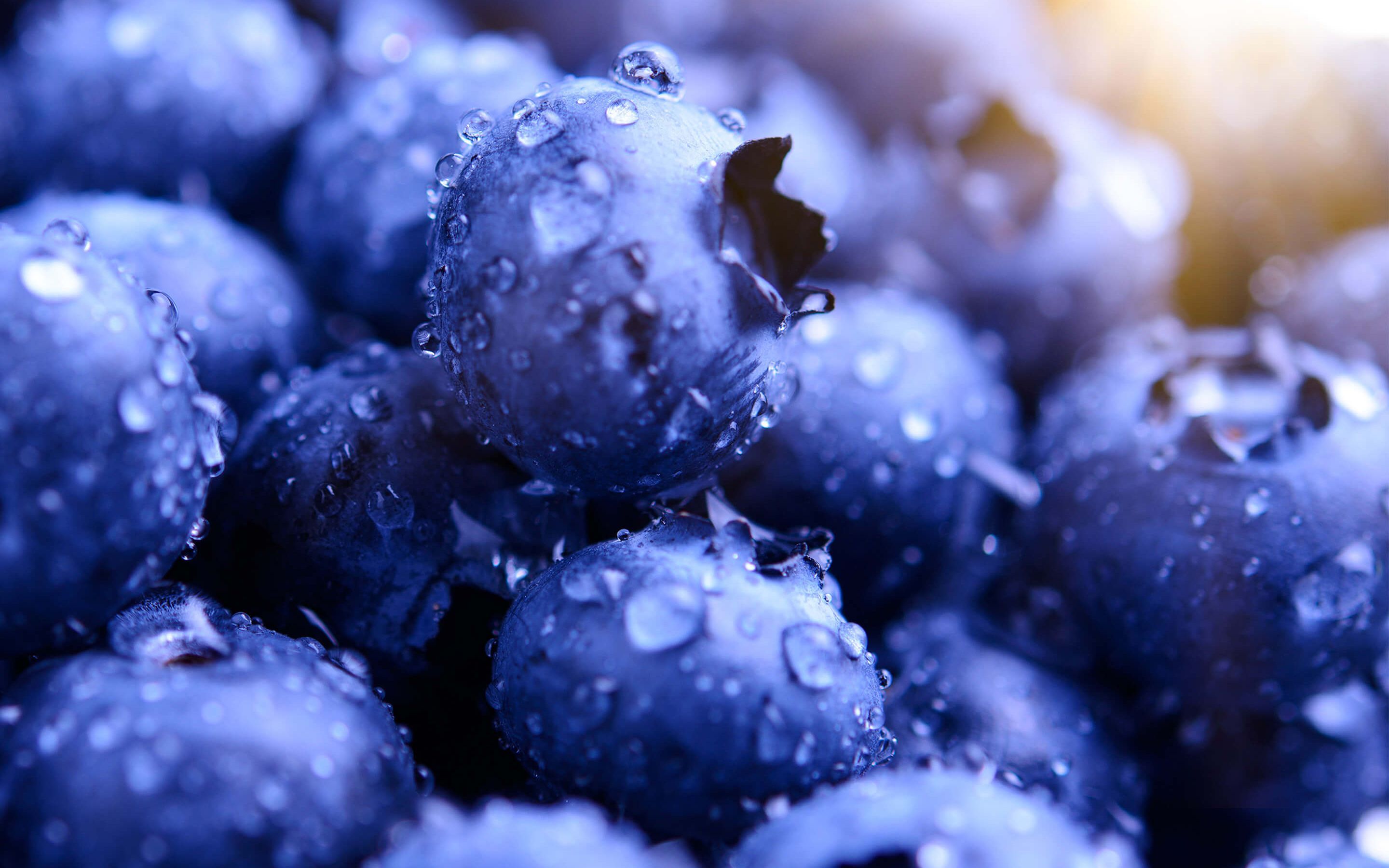 Blueberry Wallpapers