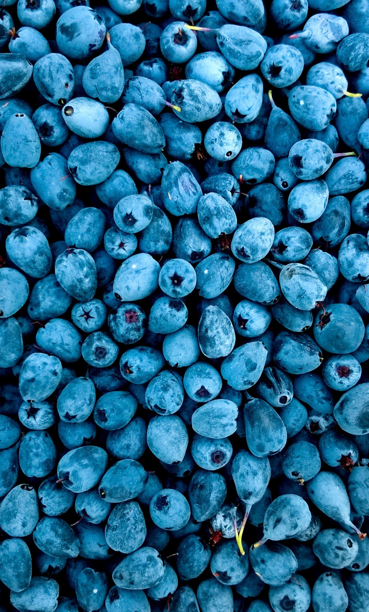 Blueberry Wallpapers