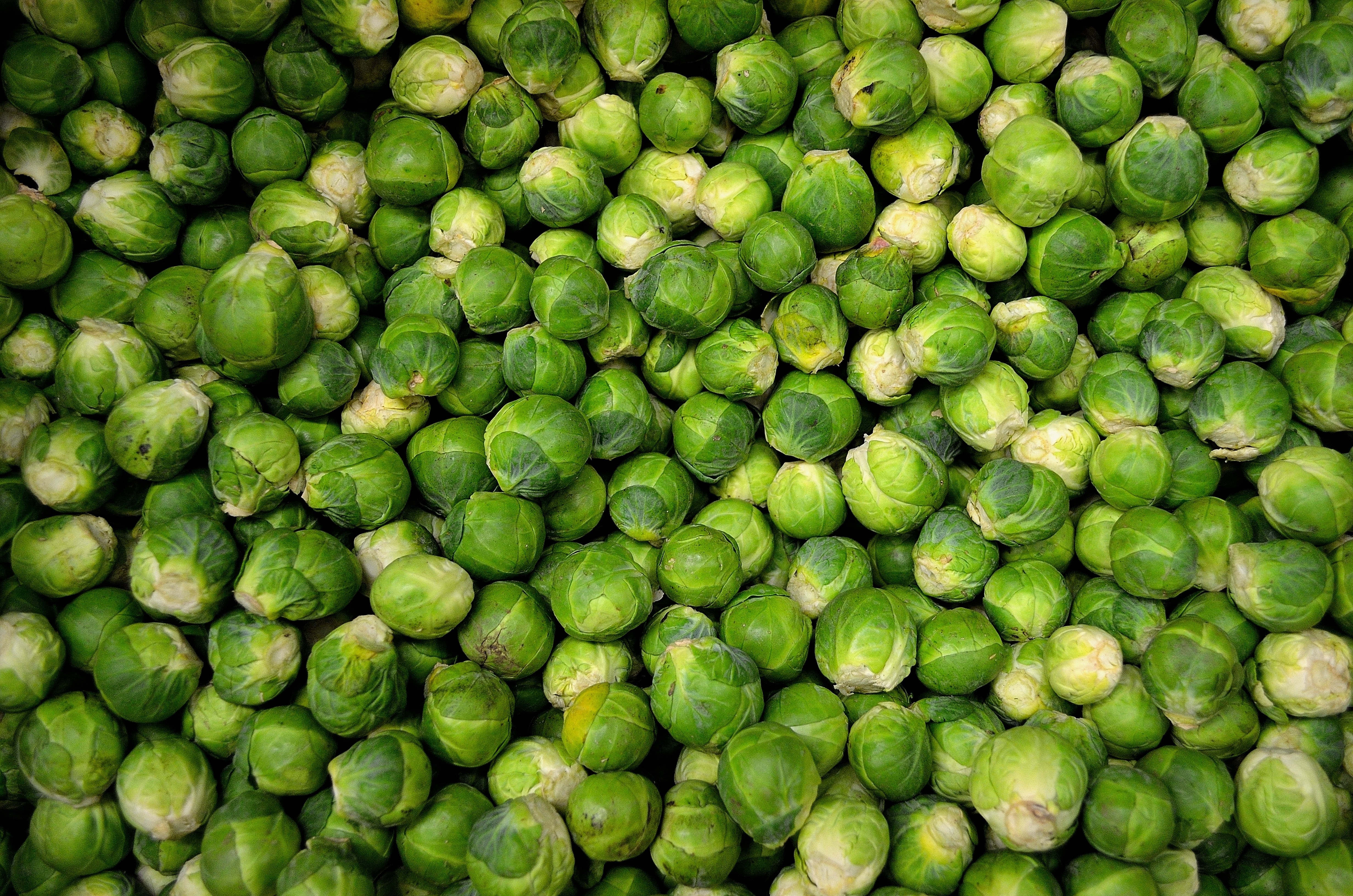 Brussel Sprout Wallpapers