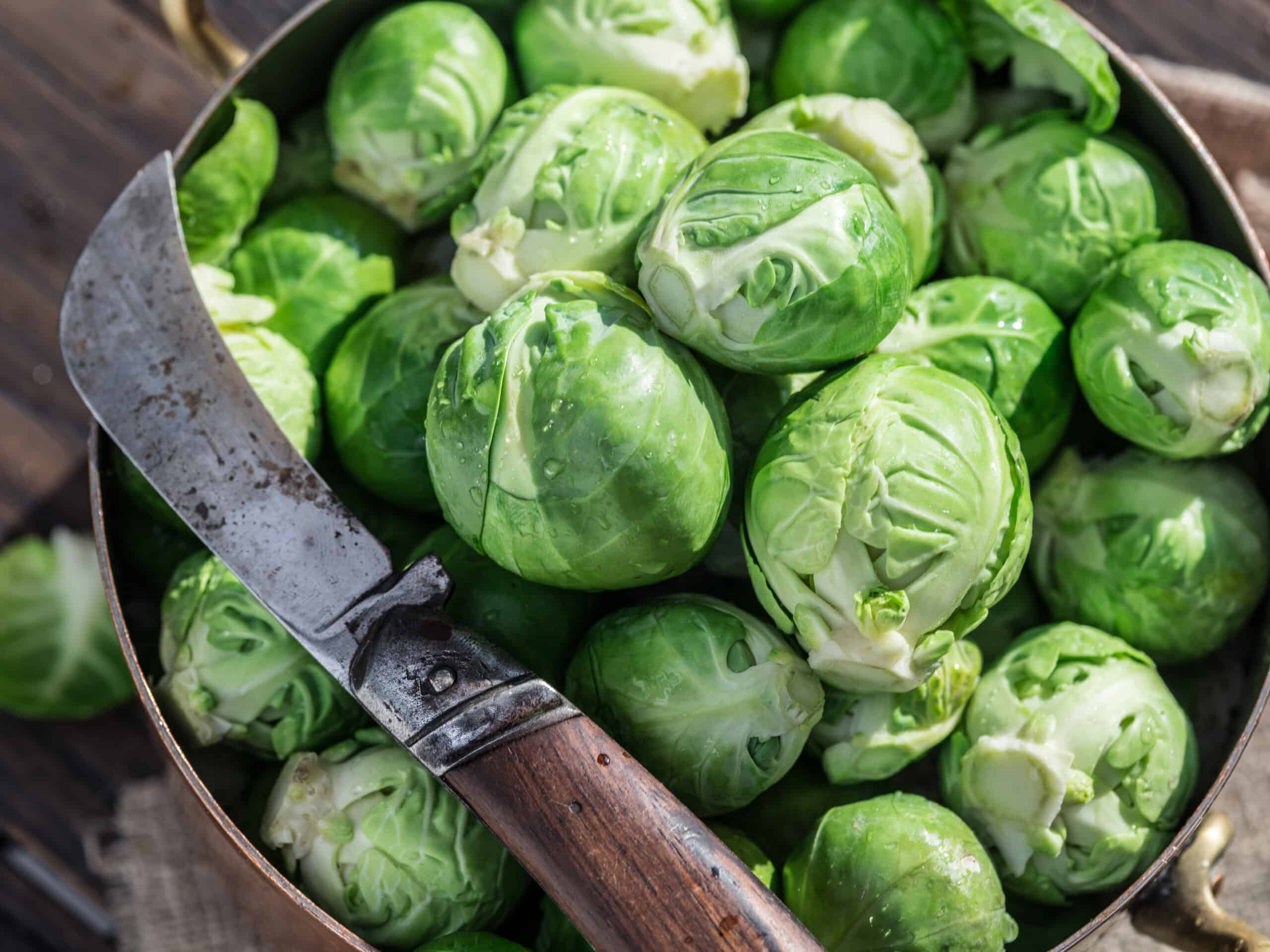 Brussel Sprout Wallpapers