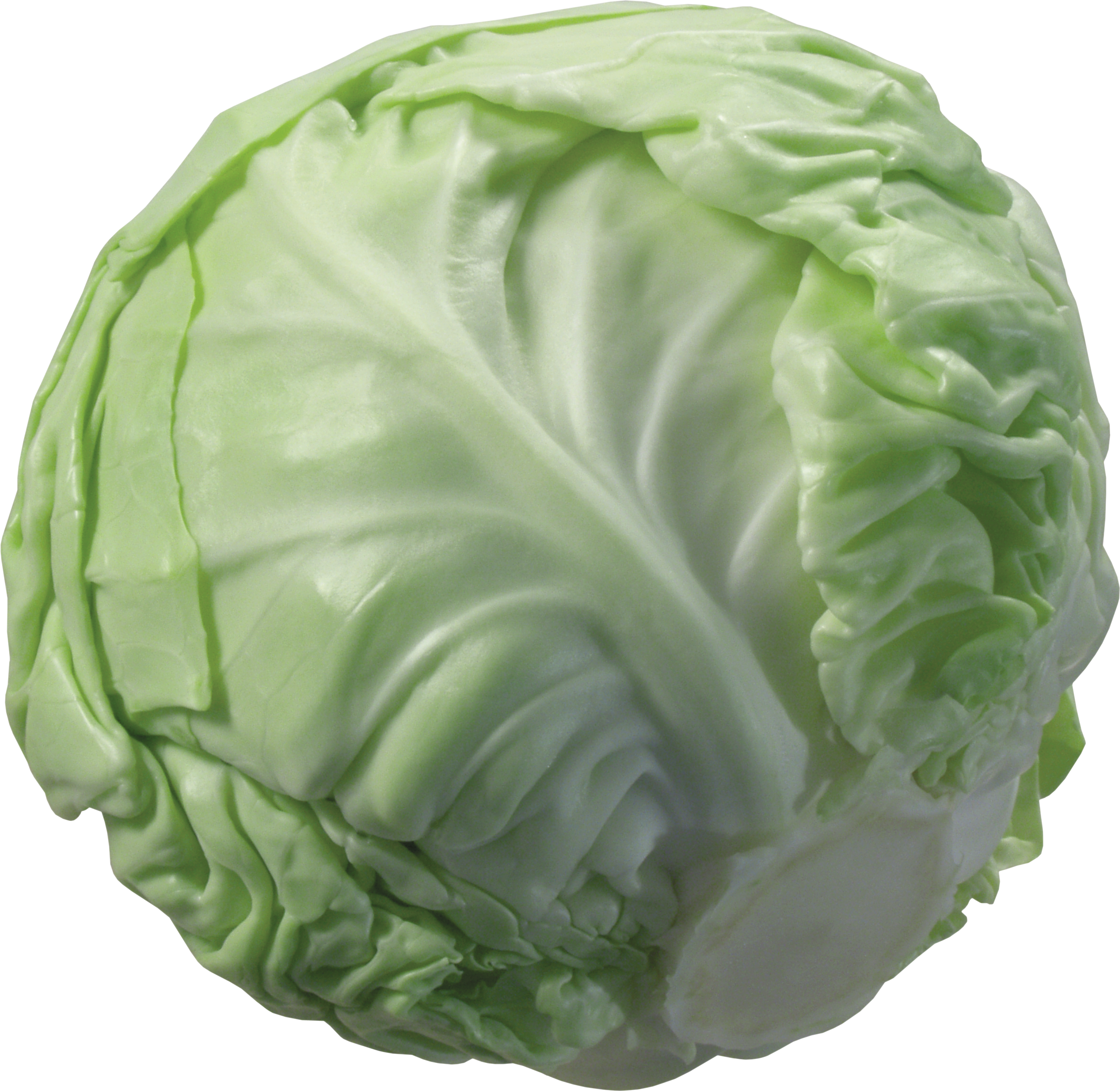 Cabbage Wallpapers