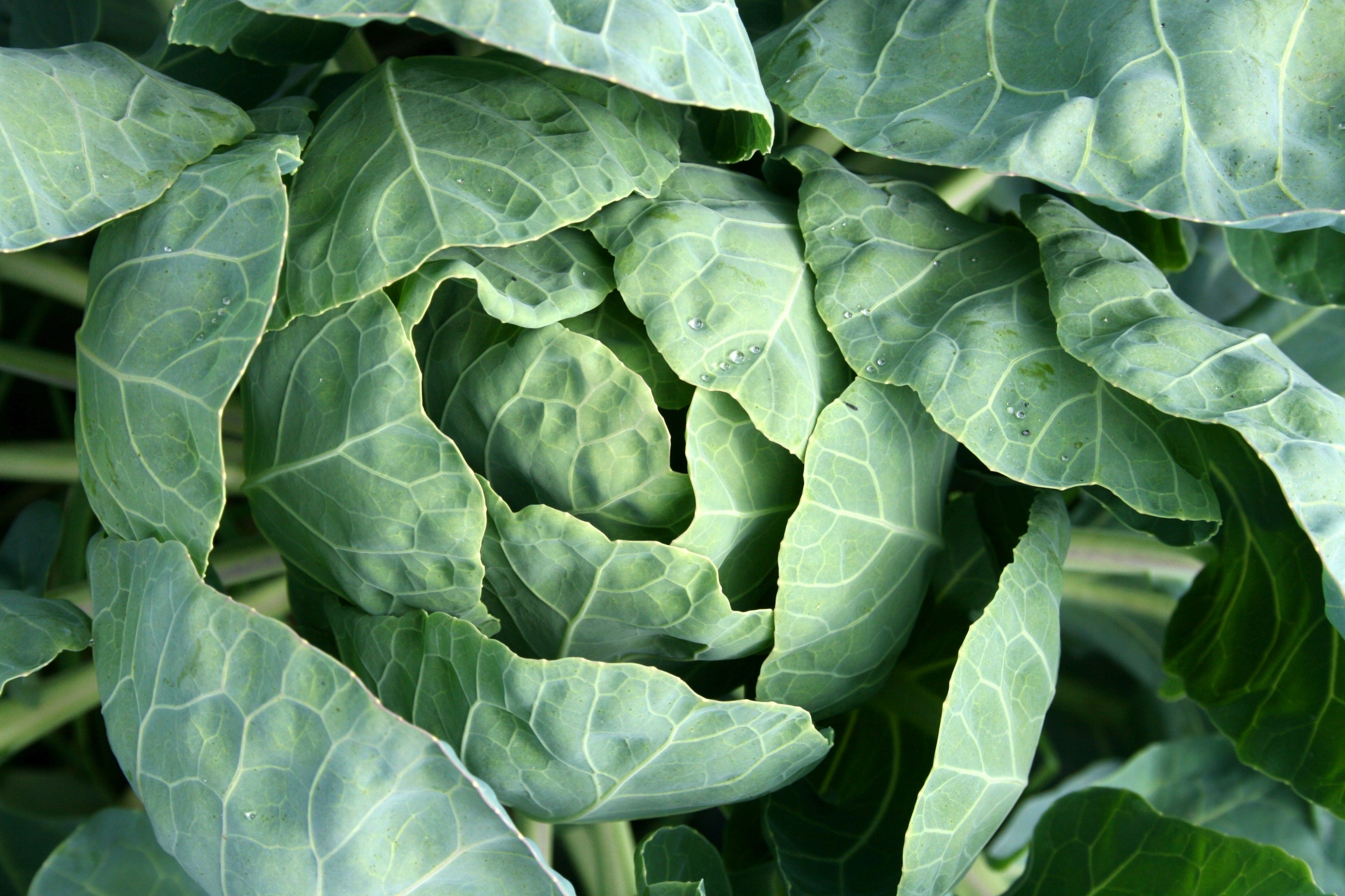 Cabbage Wallpapers