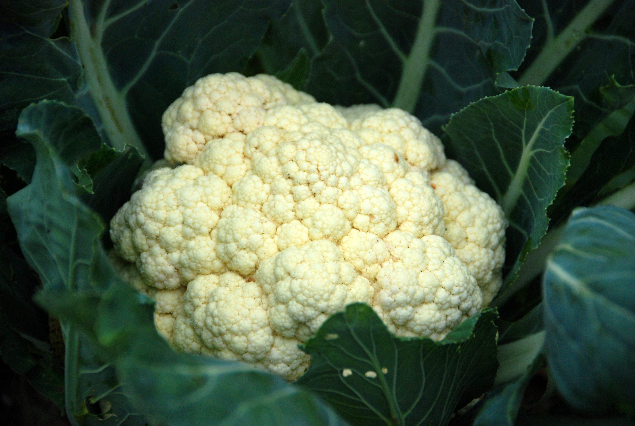 Cauliflower Wallpapers