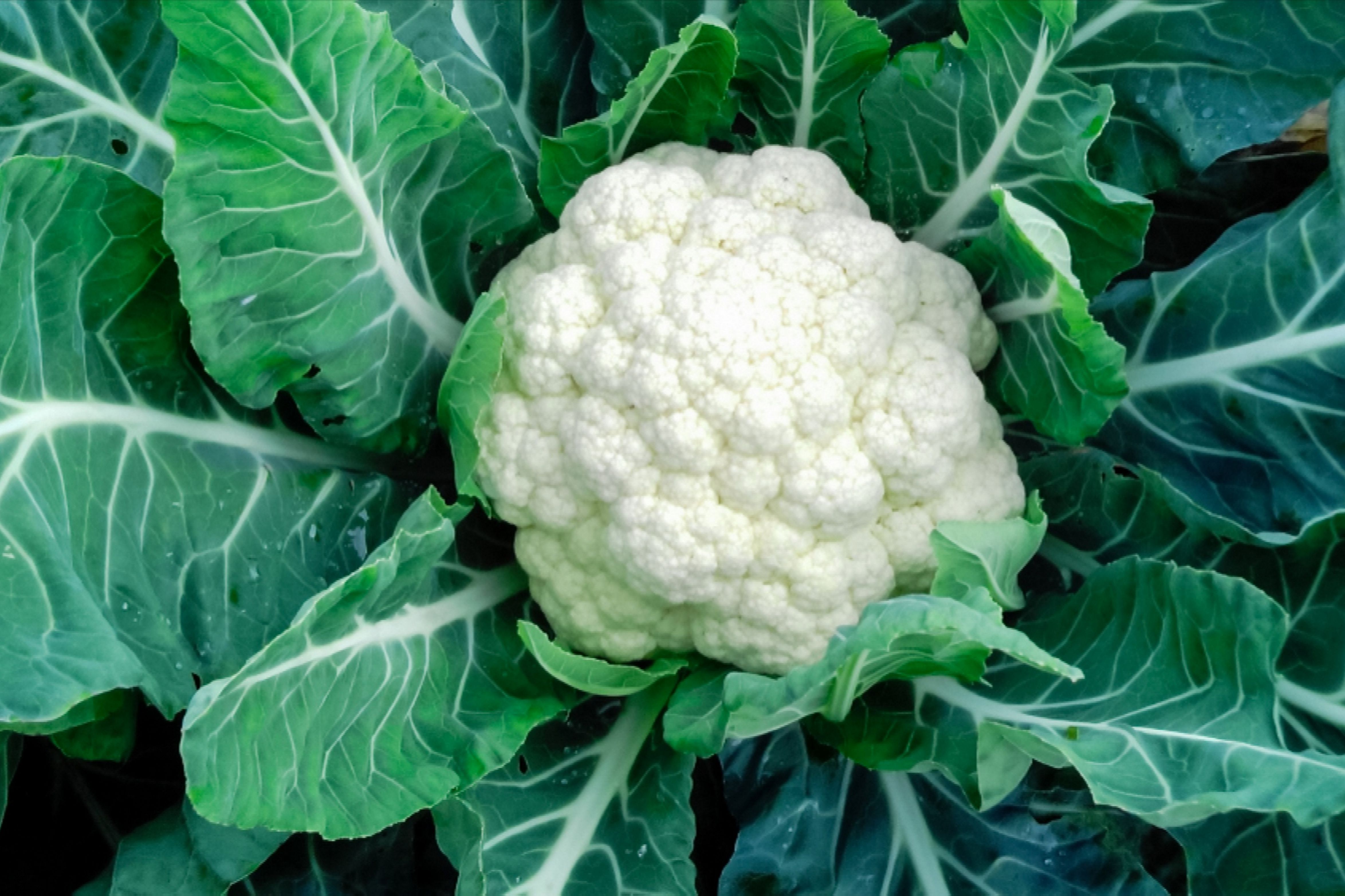 Cauliflower Wallpapers