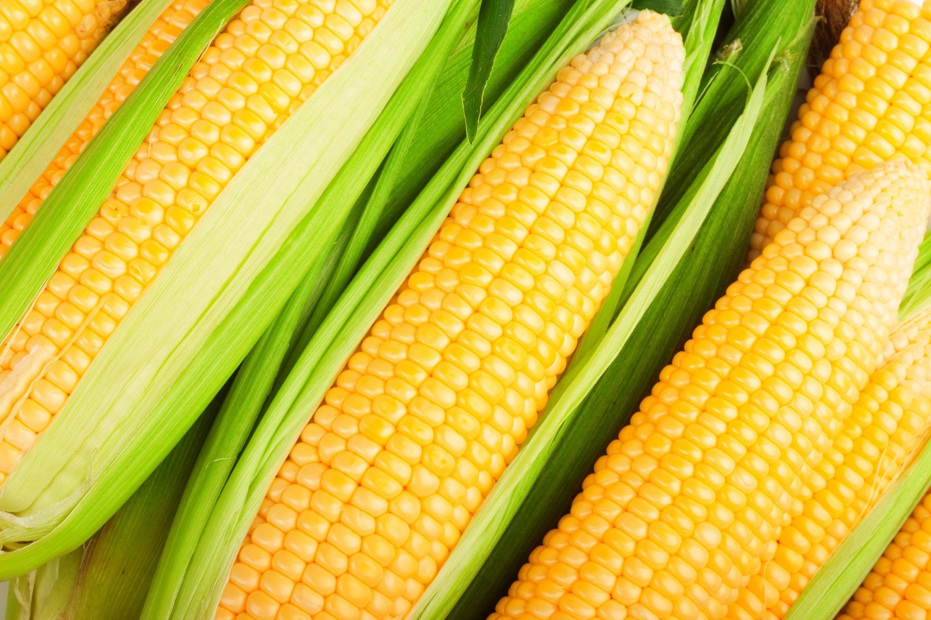 Corn Wallpapers