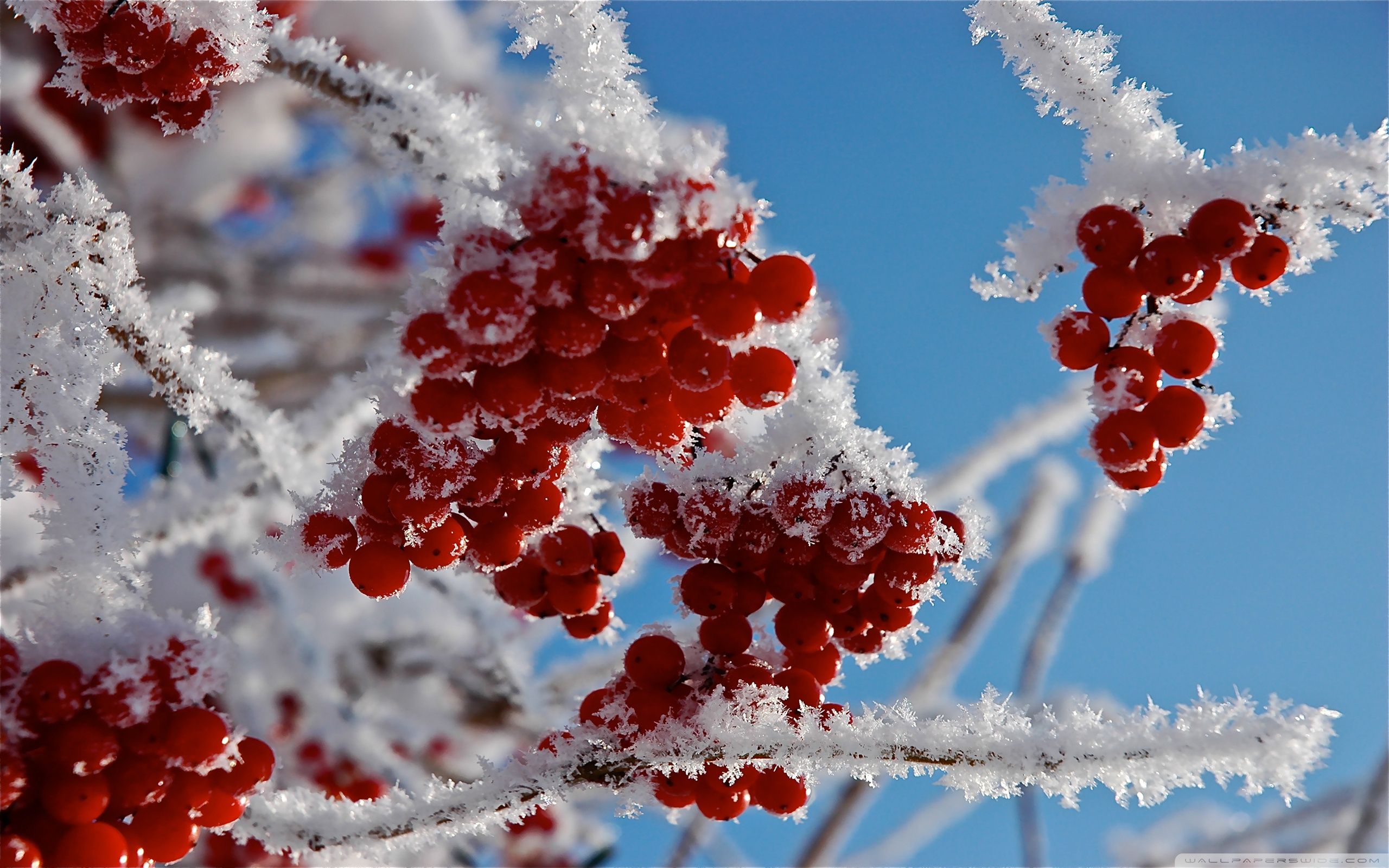 Cranberry Wallpapers