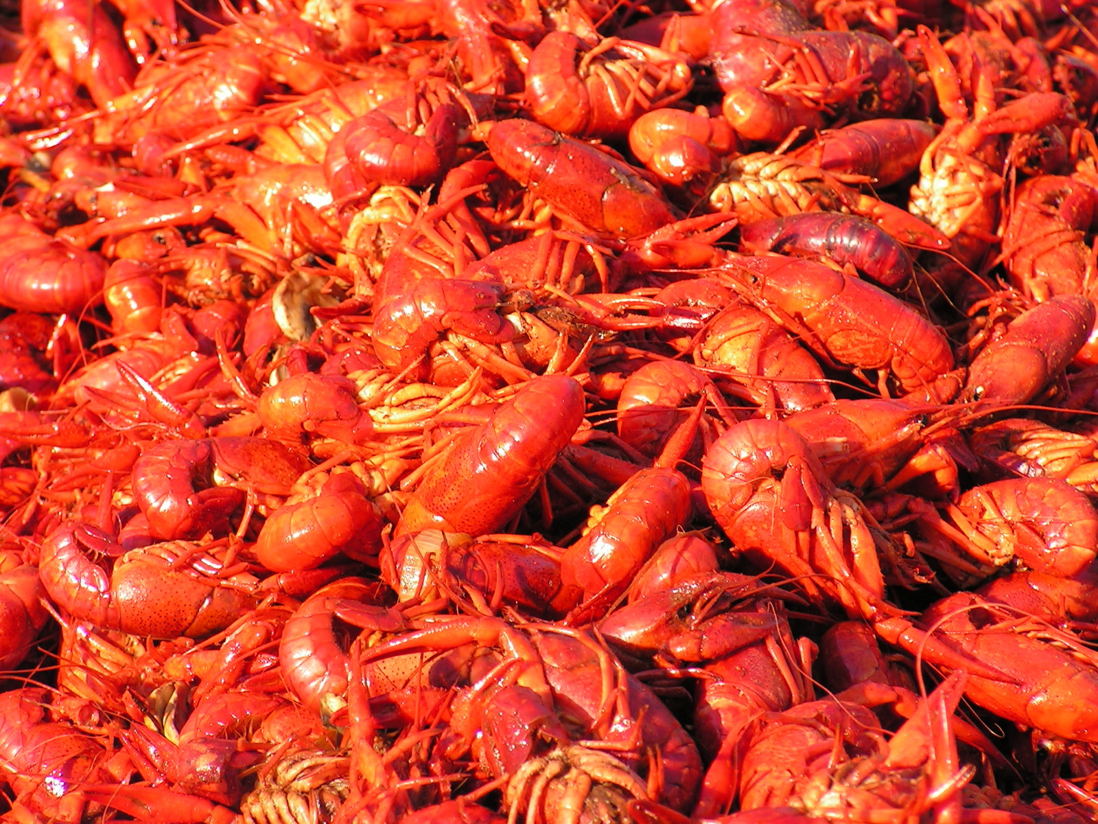 Crawfish Wallpapers