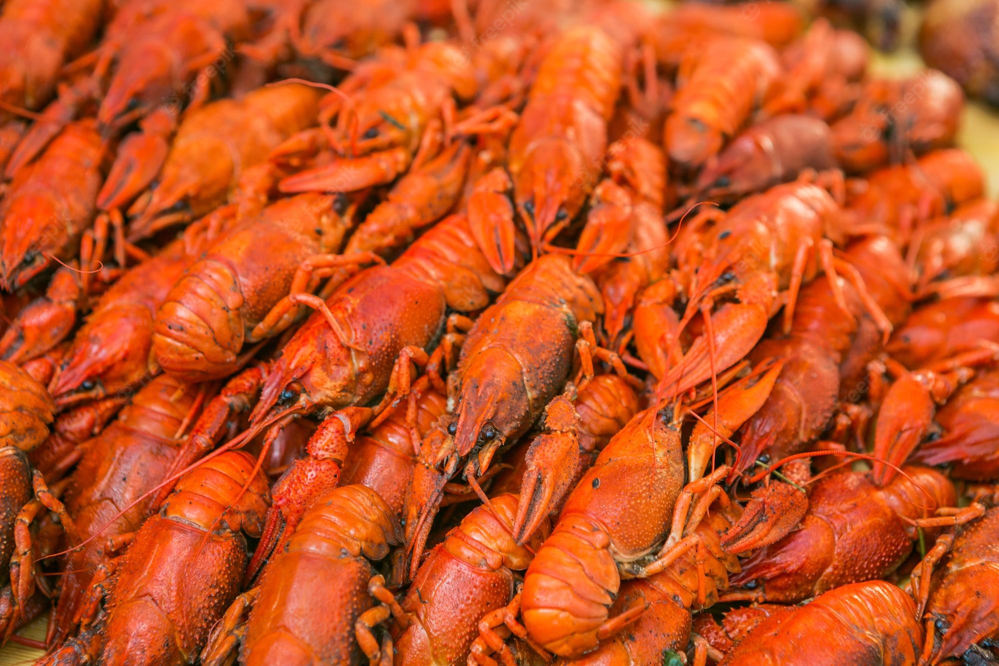 Crawfish Wallpapers