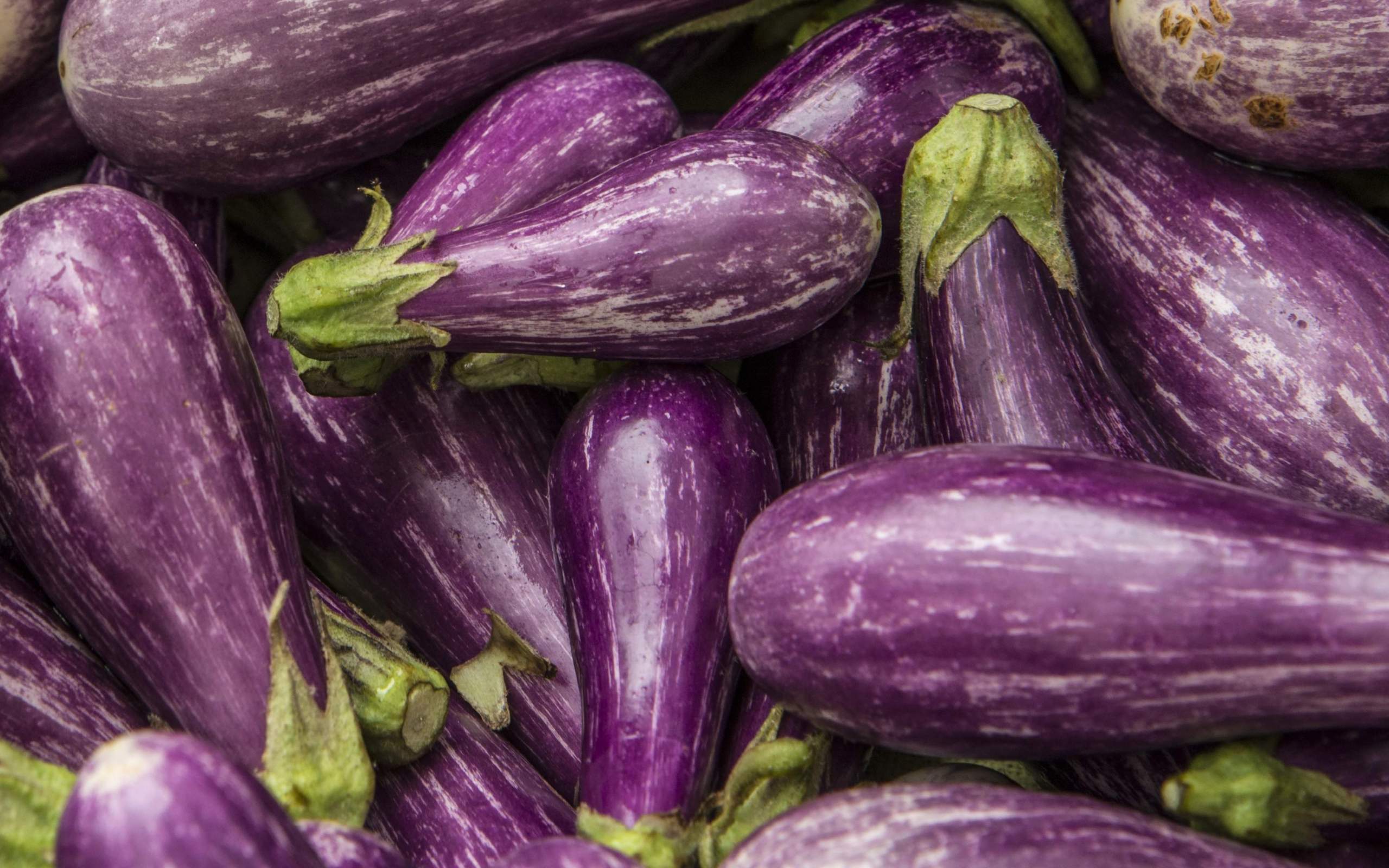 Eggplant Wallpapers