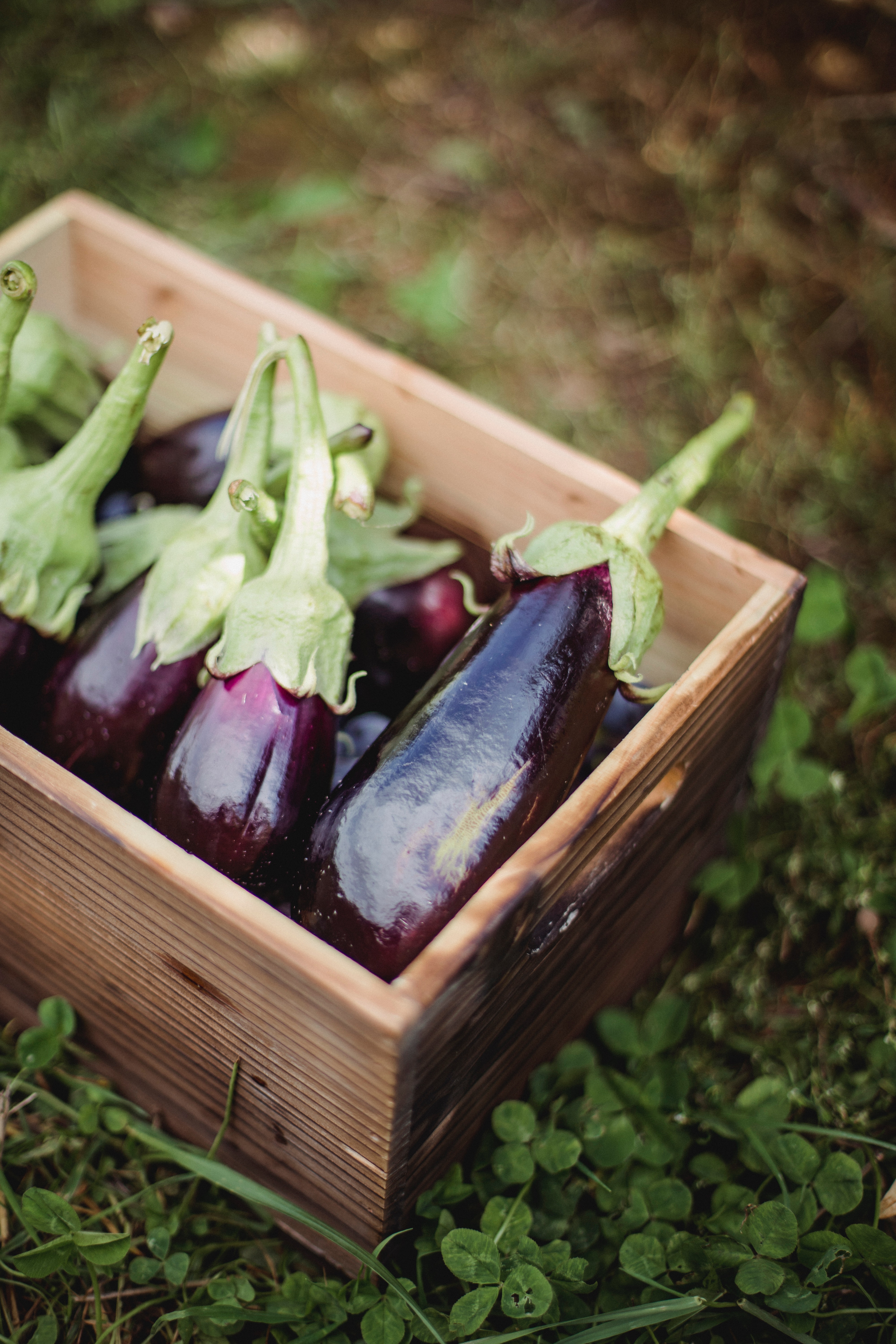 Eggplant Wallpapers